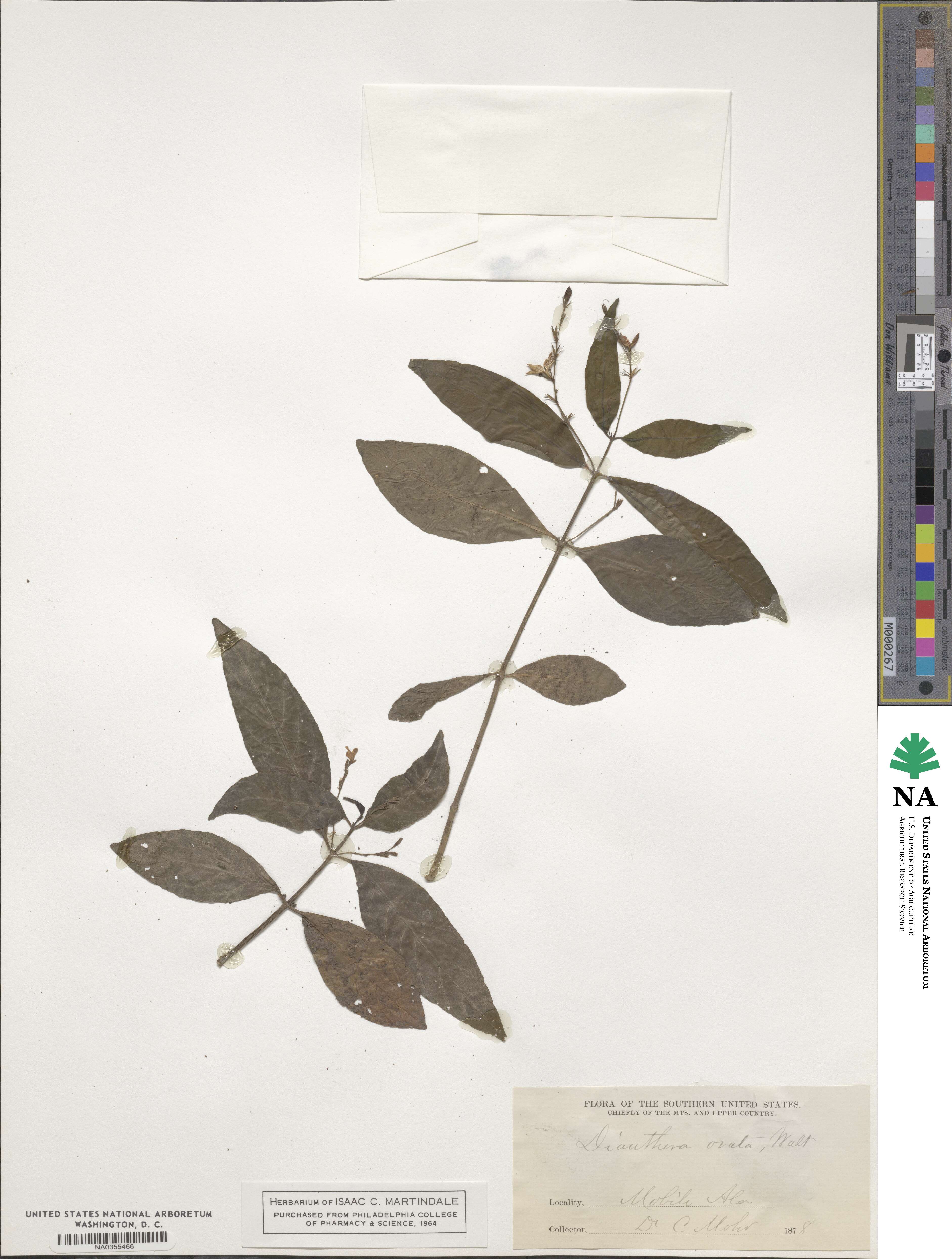 Justicia ovata image