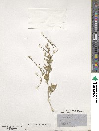Dianthera parviflora image