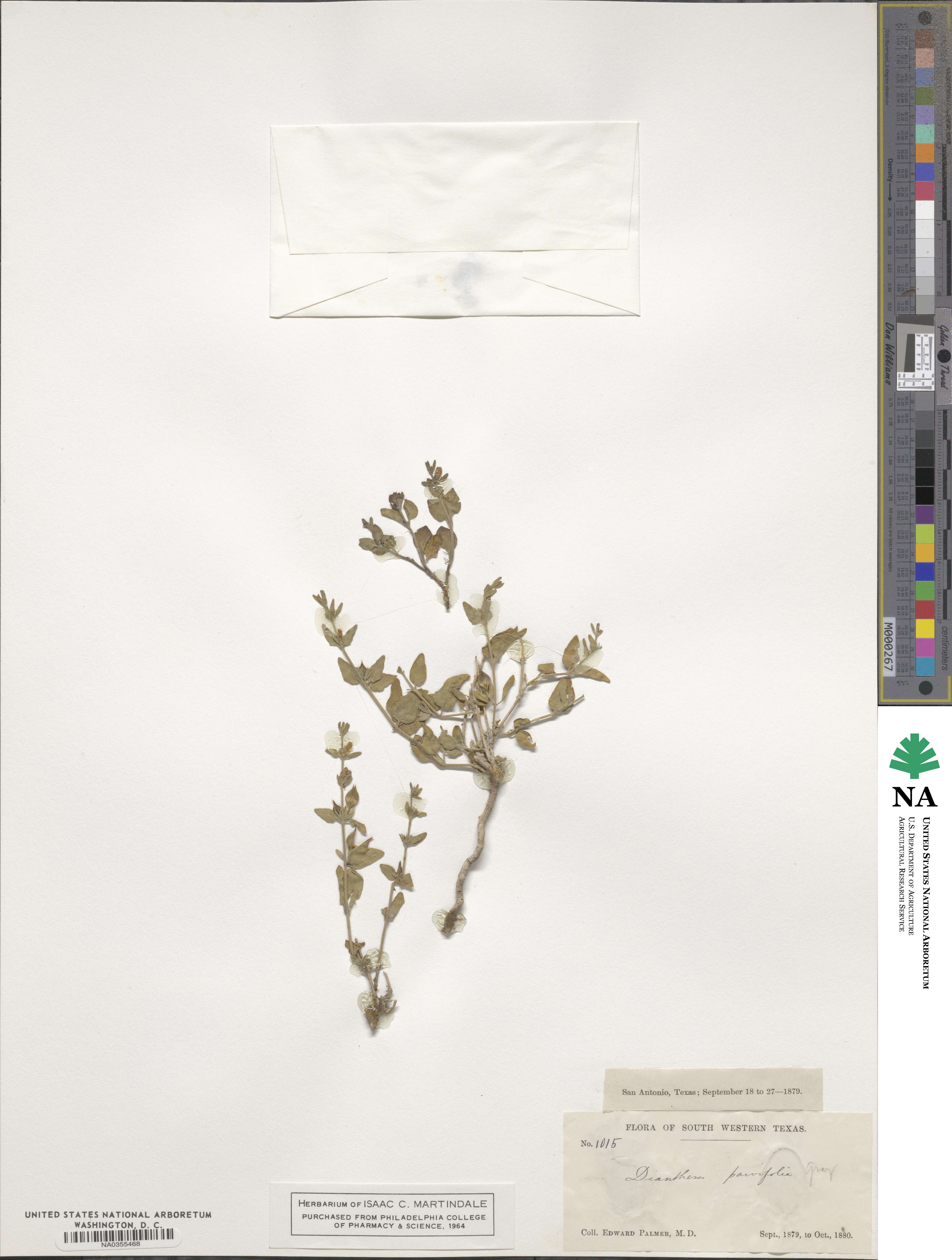Dianthera parviflora image