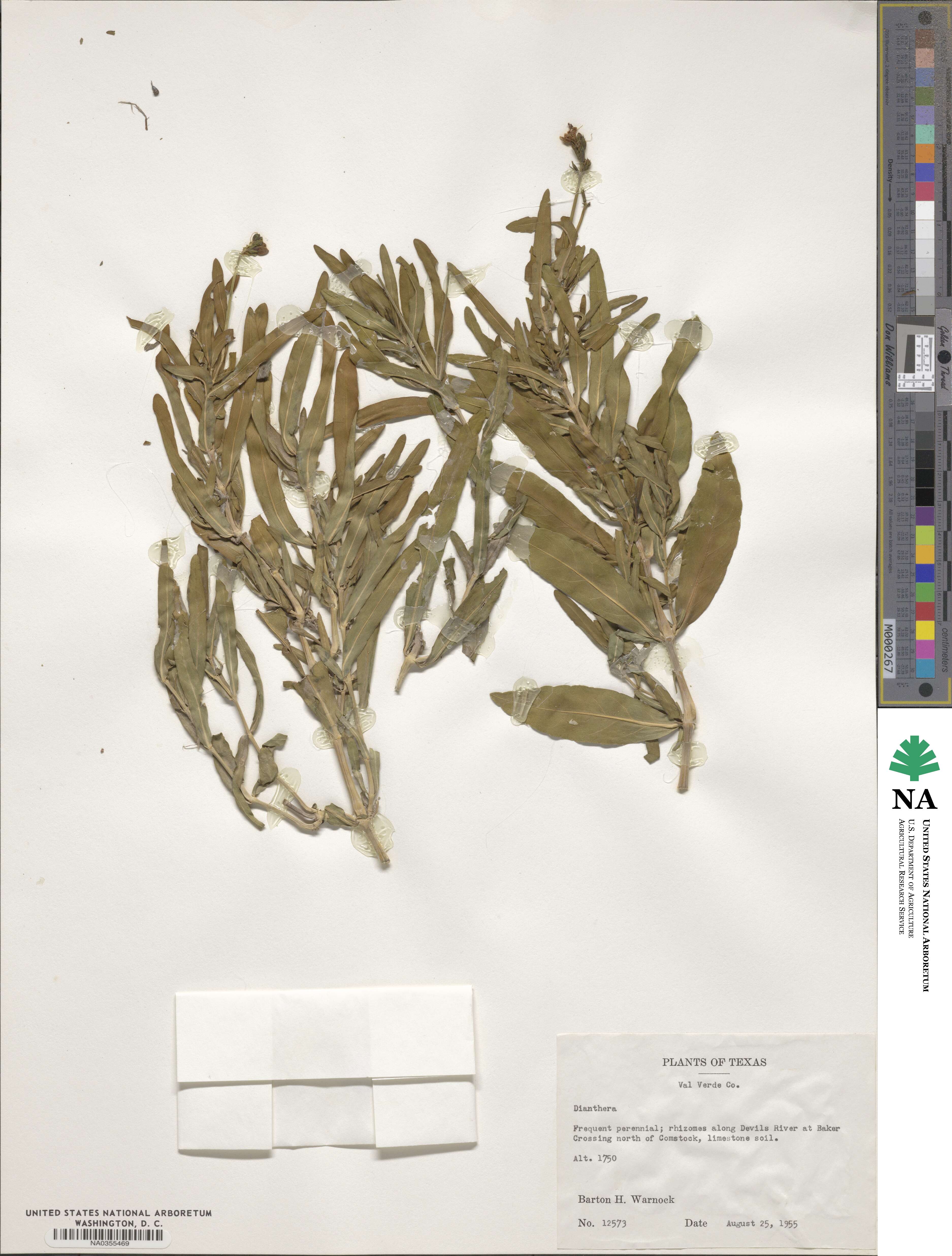 Dianthera image