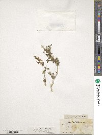 Dianthera parviflora image