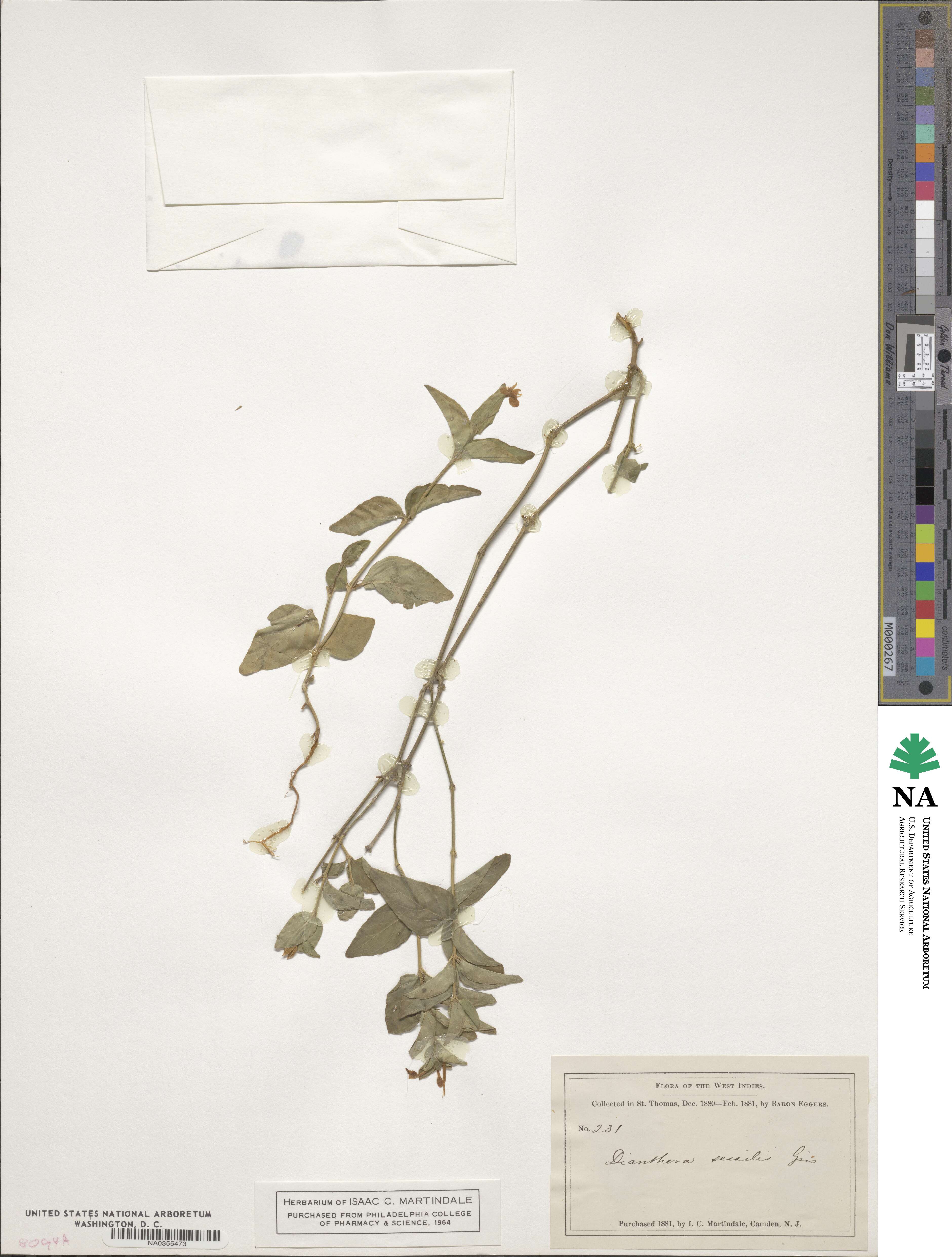 Justicia sessilis image
