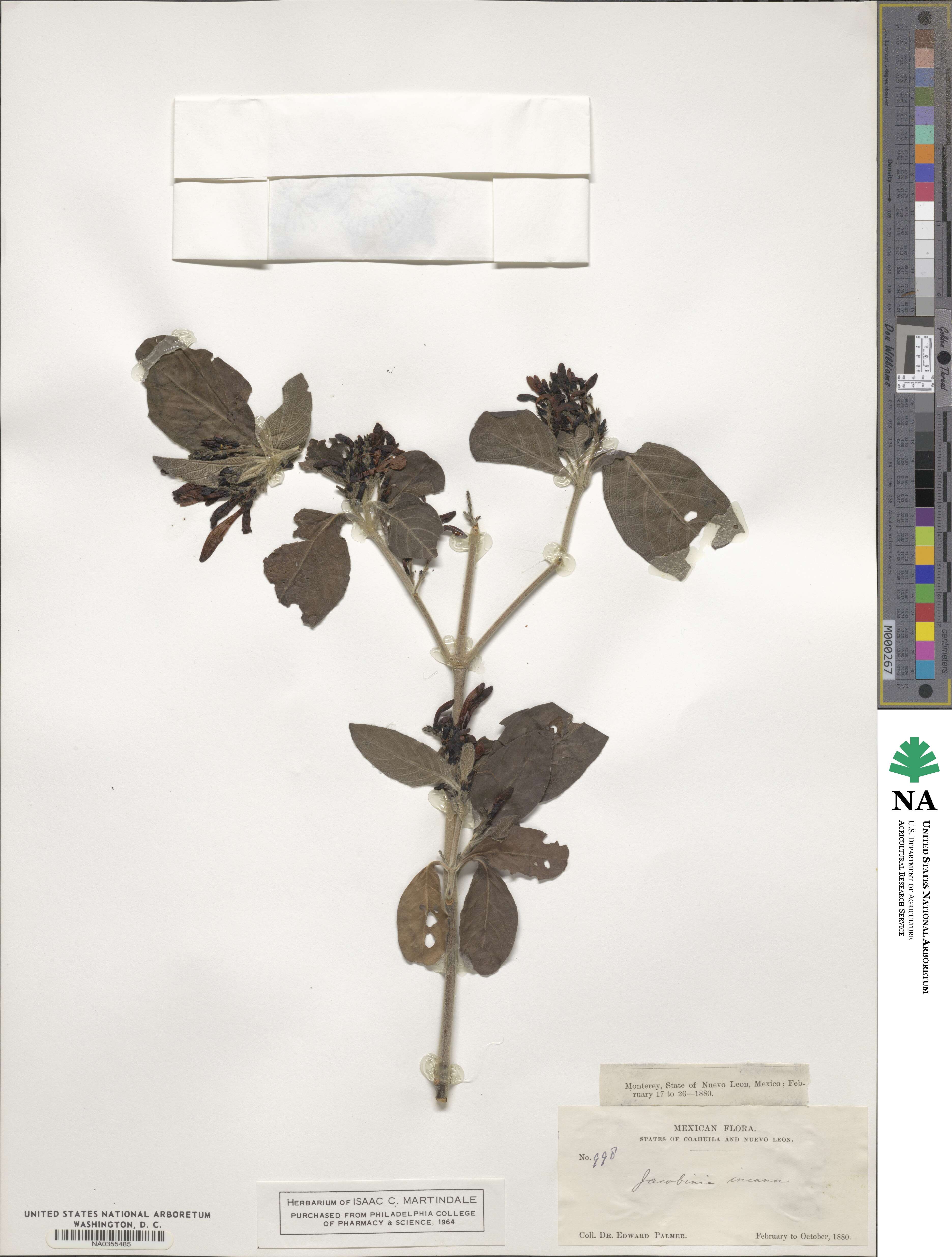 Justicia leonardii image