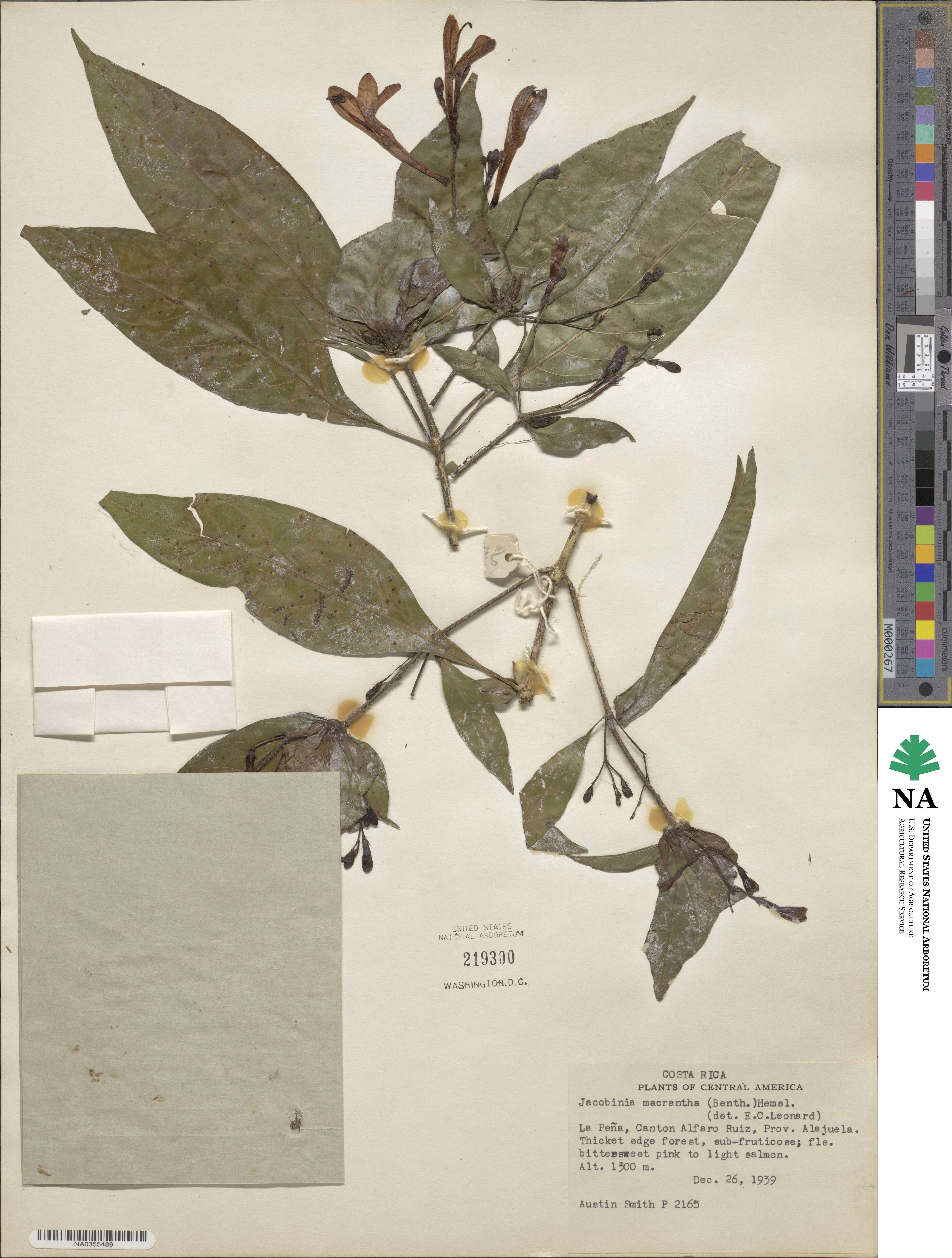 Justicia macrantha image