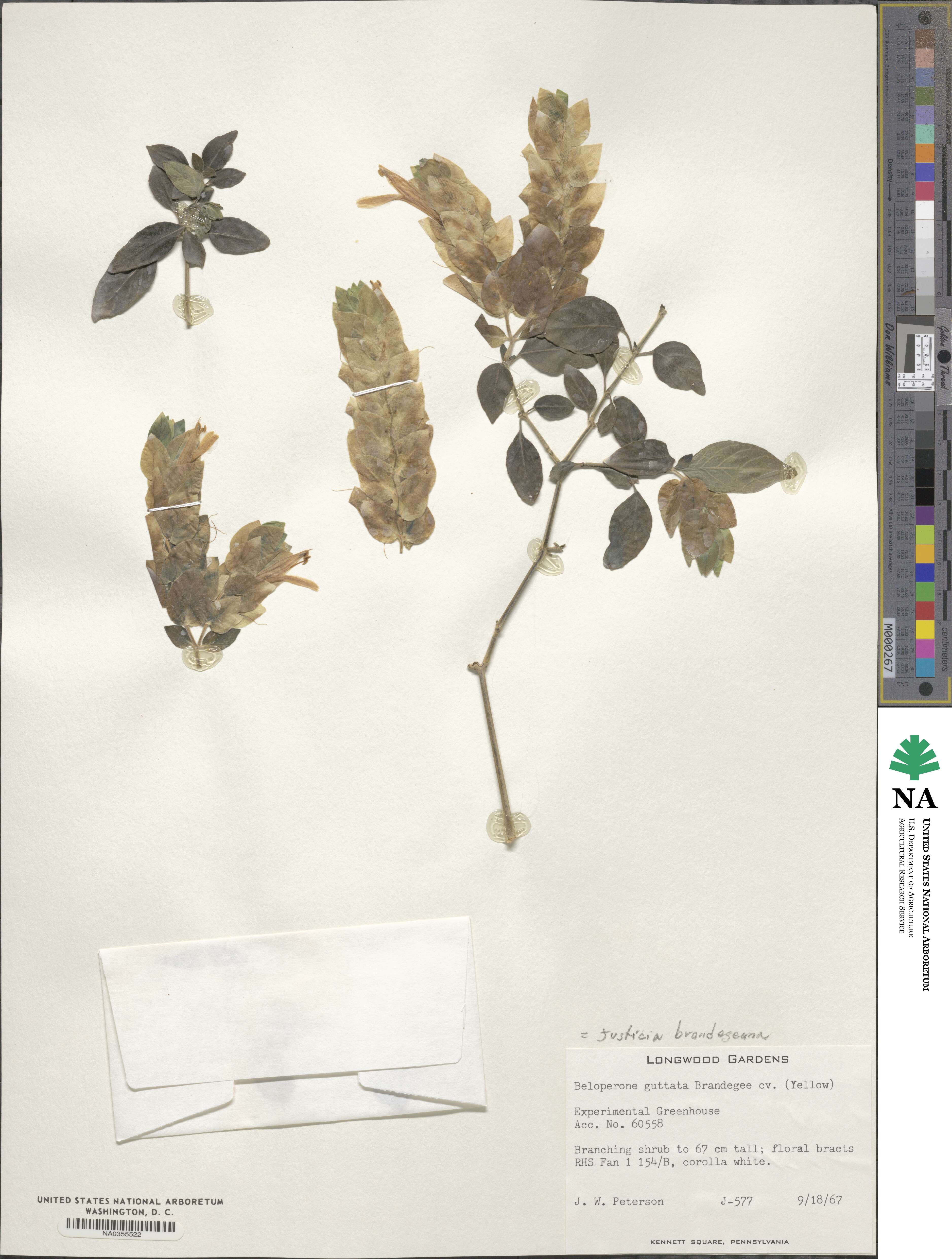 Justicia brandegeeana image