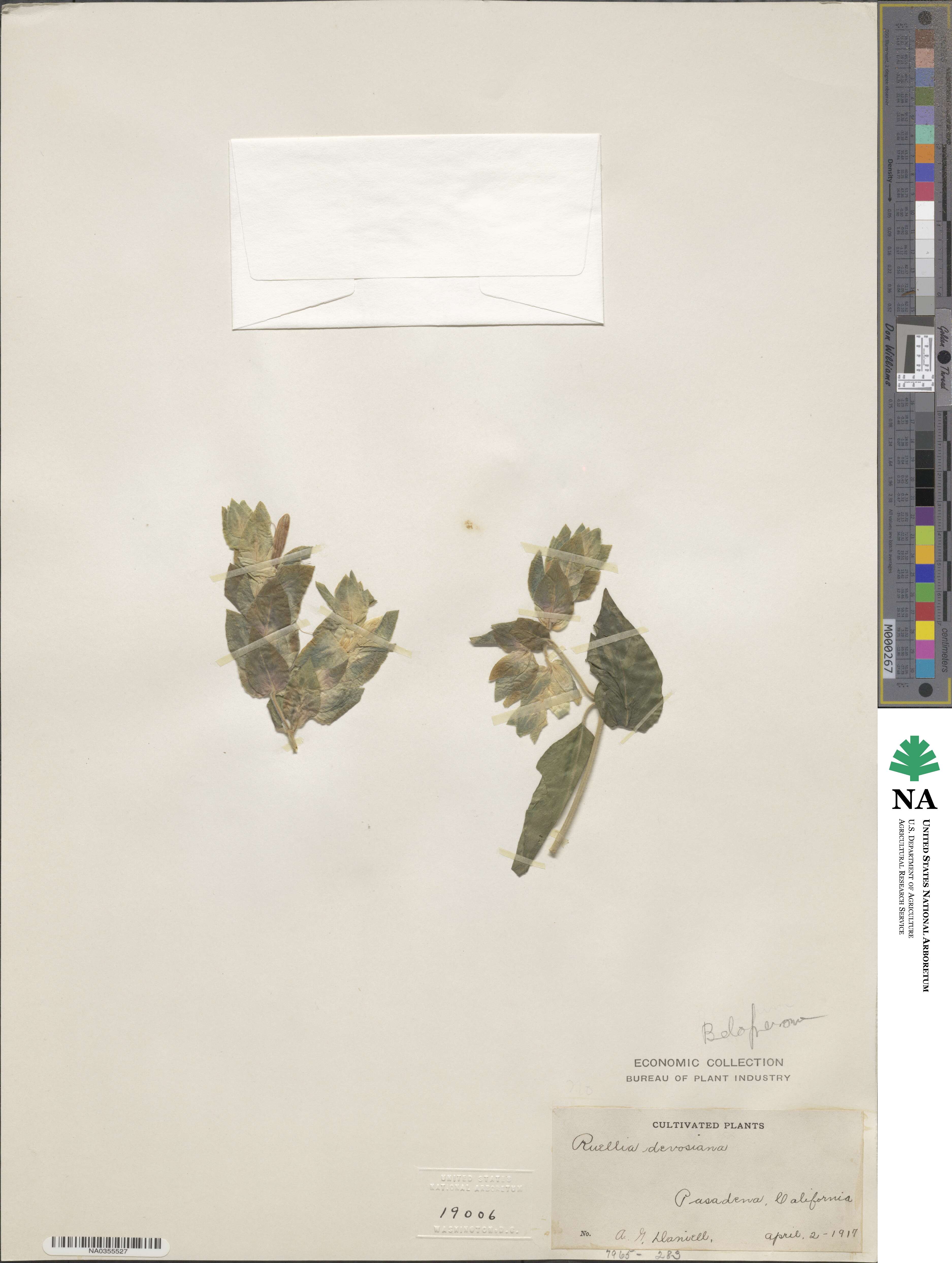 Justicia brandegeeana image