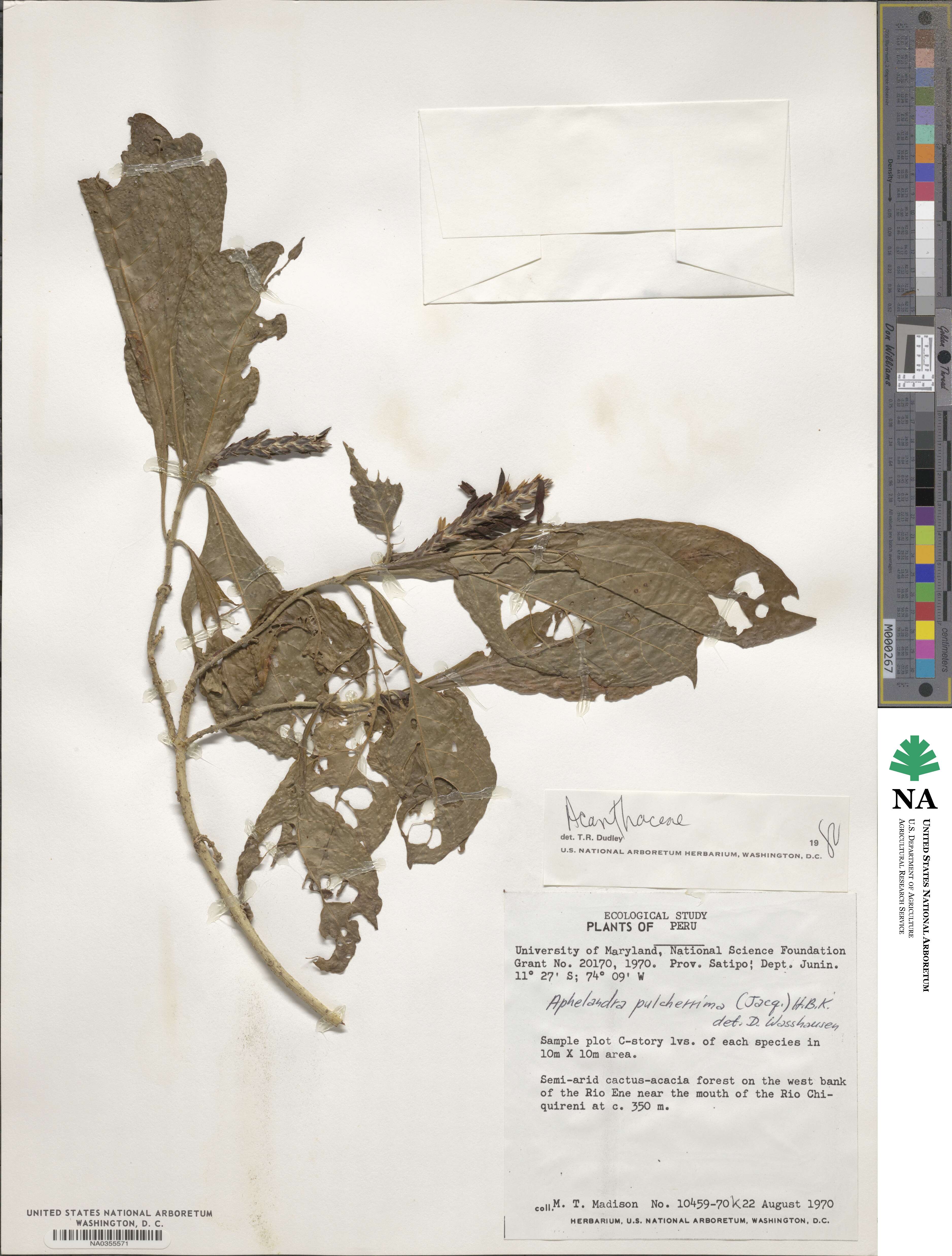 Aphelandra pulcherrima image