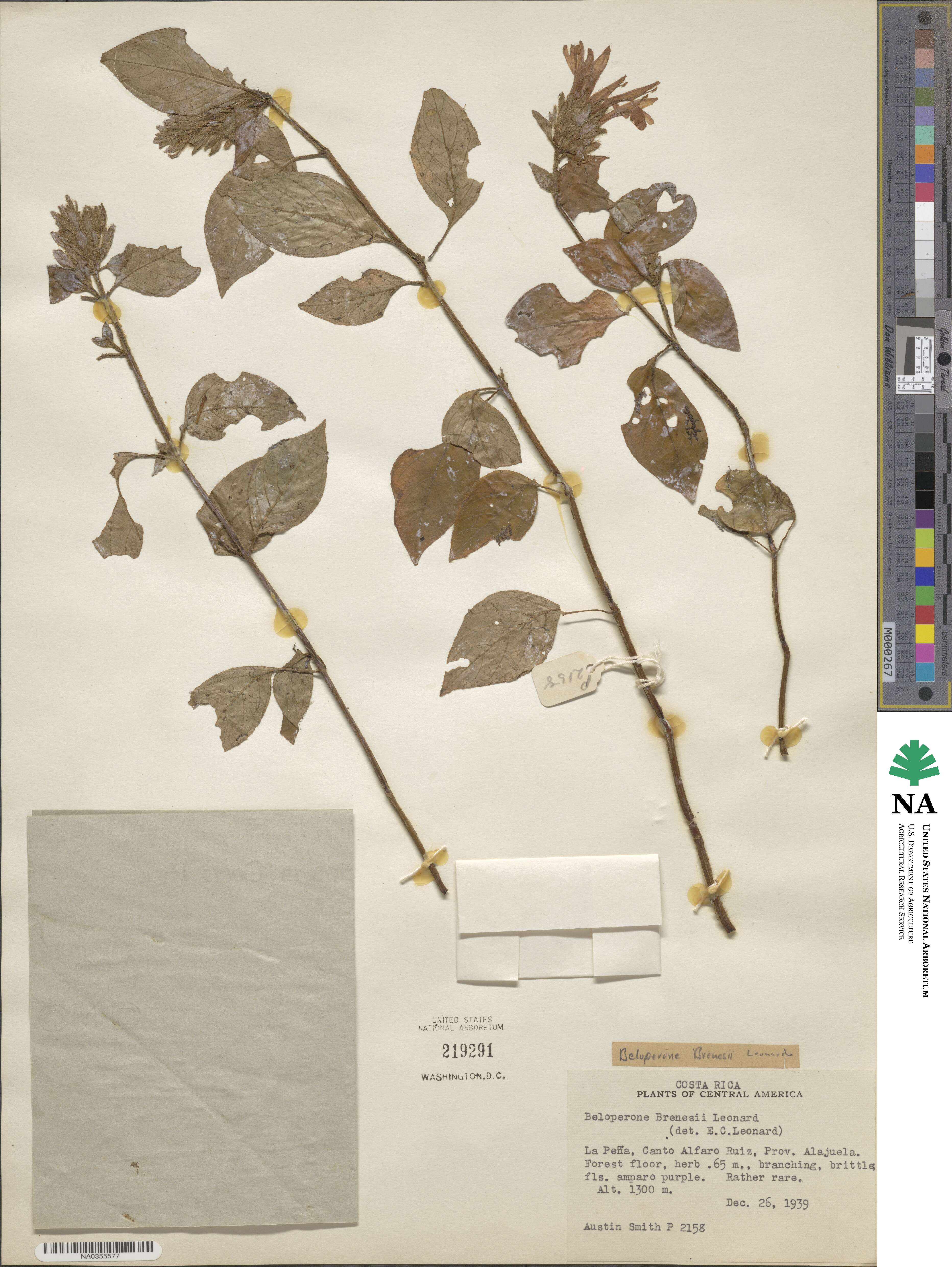 Justicia brenesii image