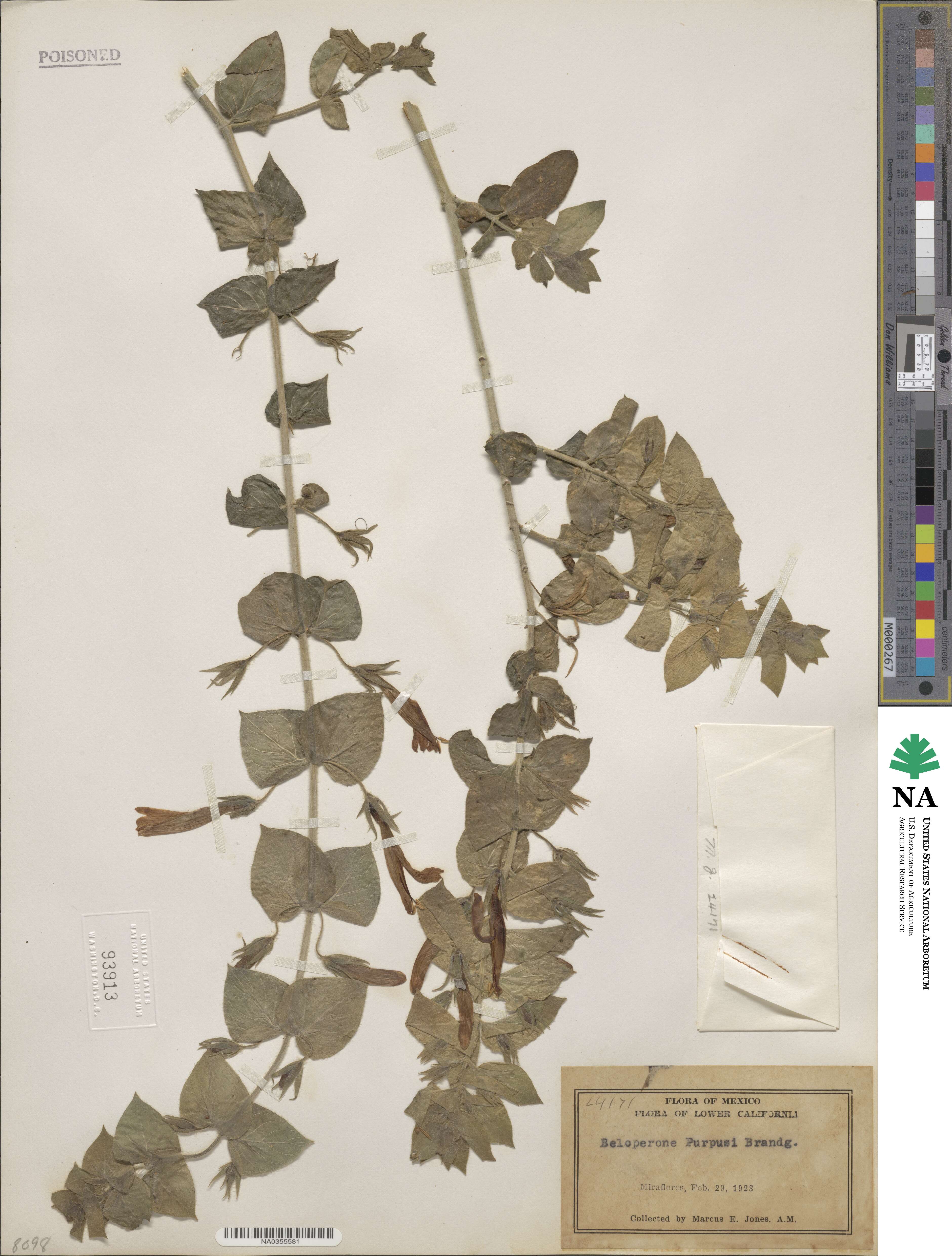 Justicia purpusii image