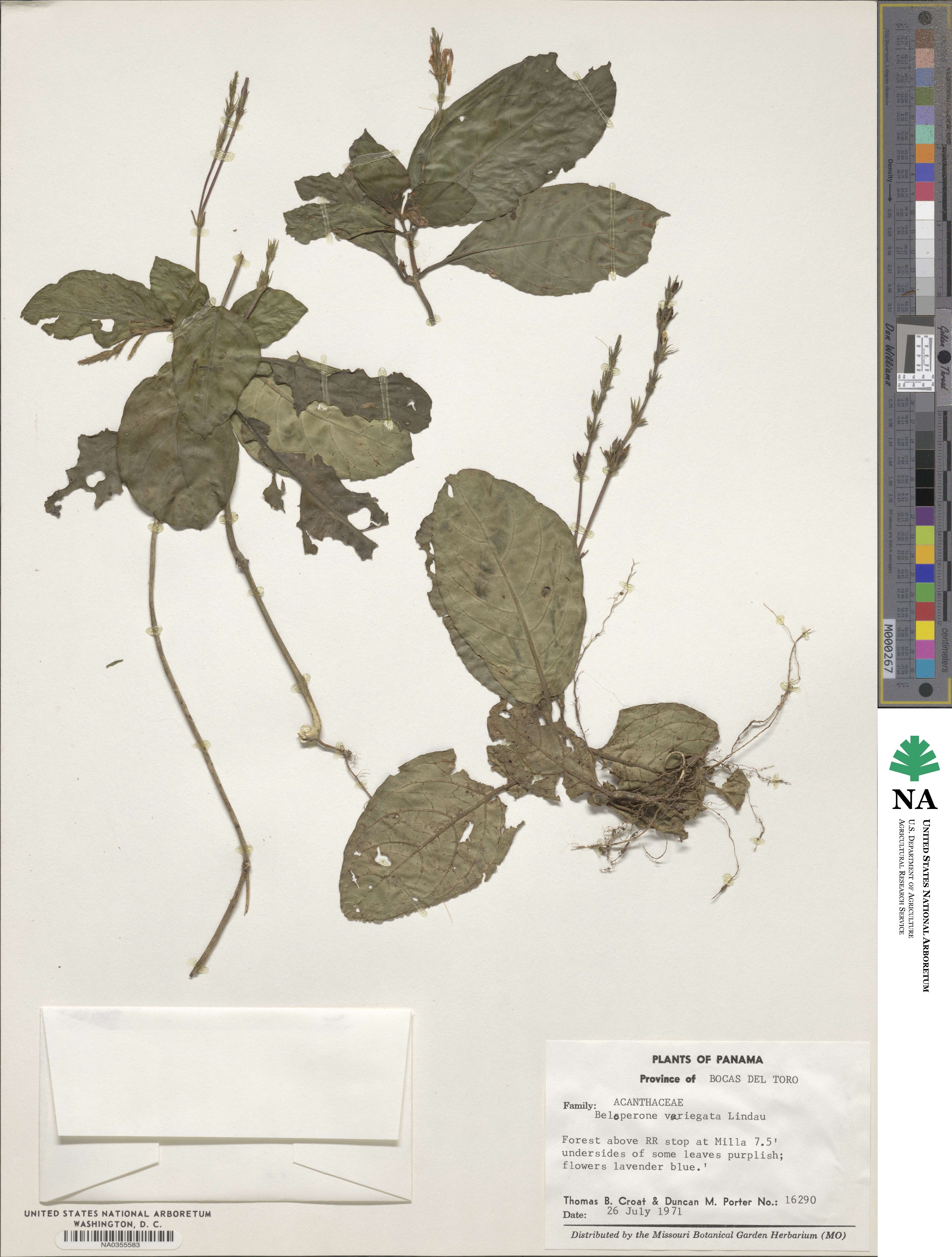 Justicia chamaephyton image