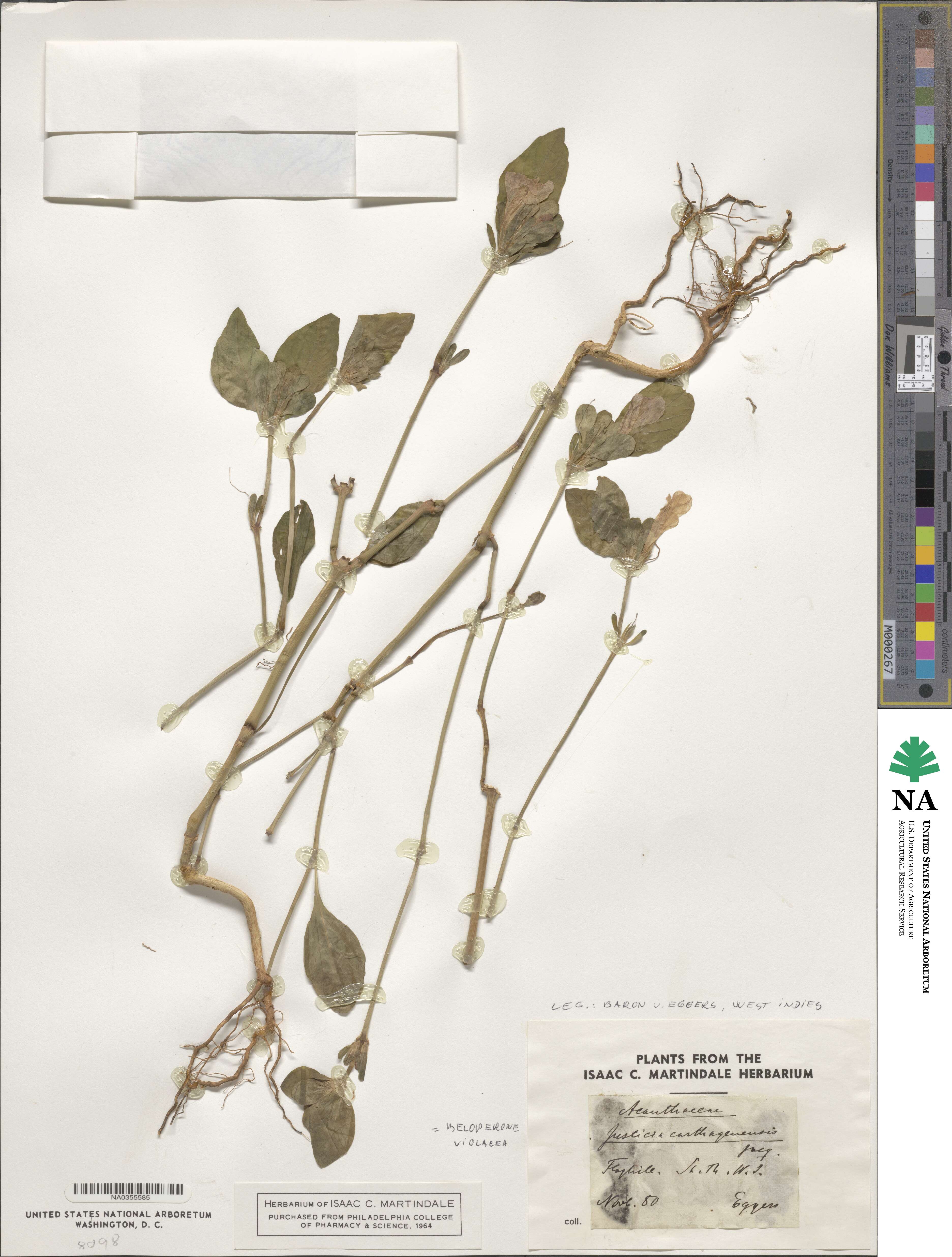 Justicia carthagenensis image