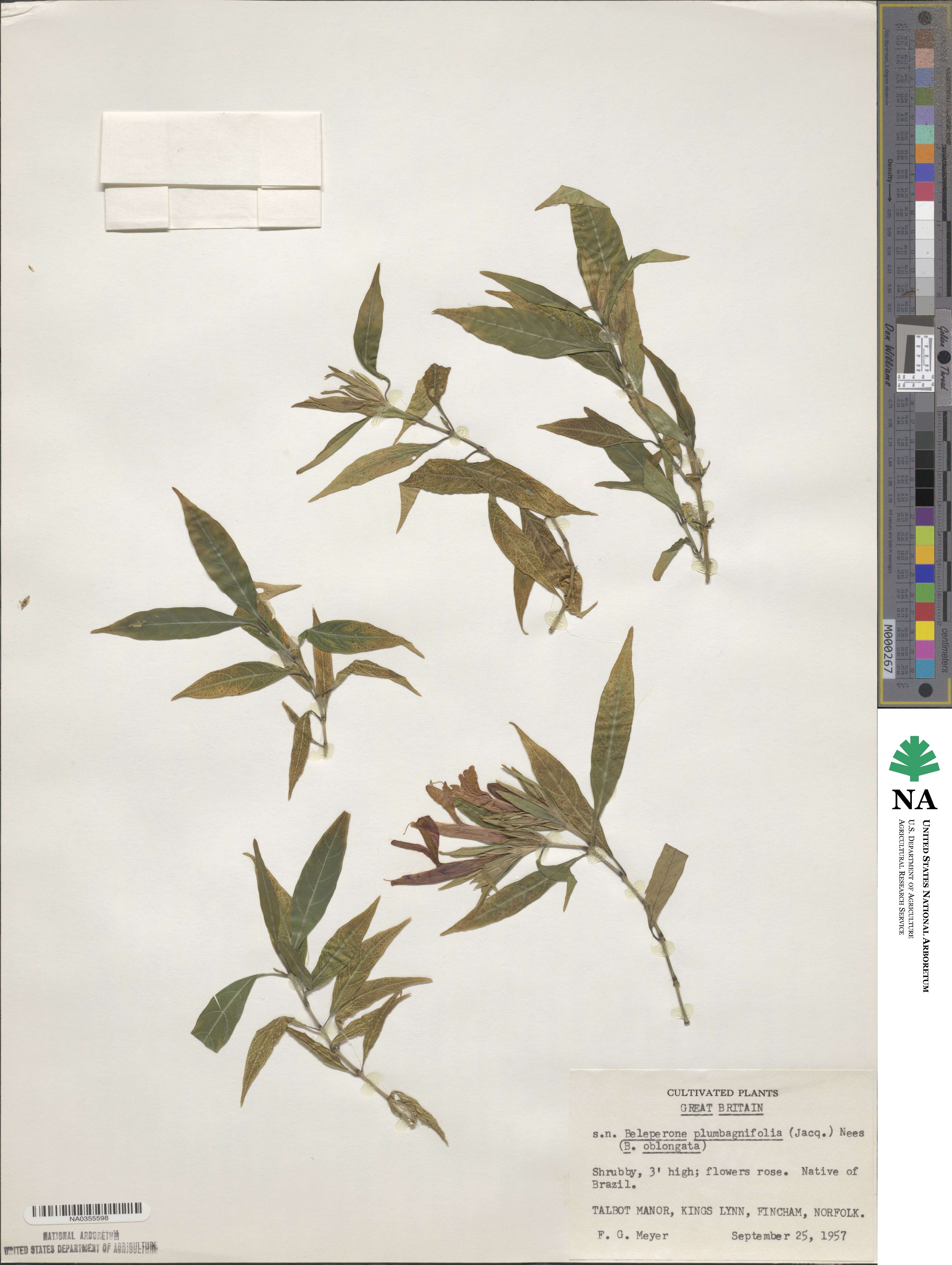 Justicia plumbaginifolia image