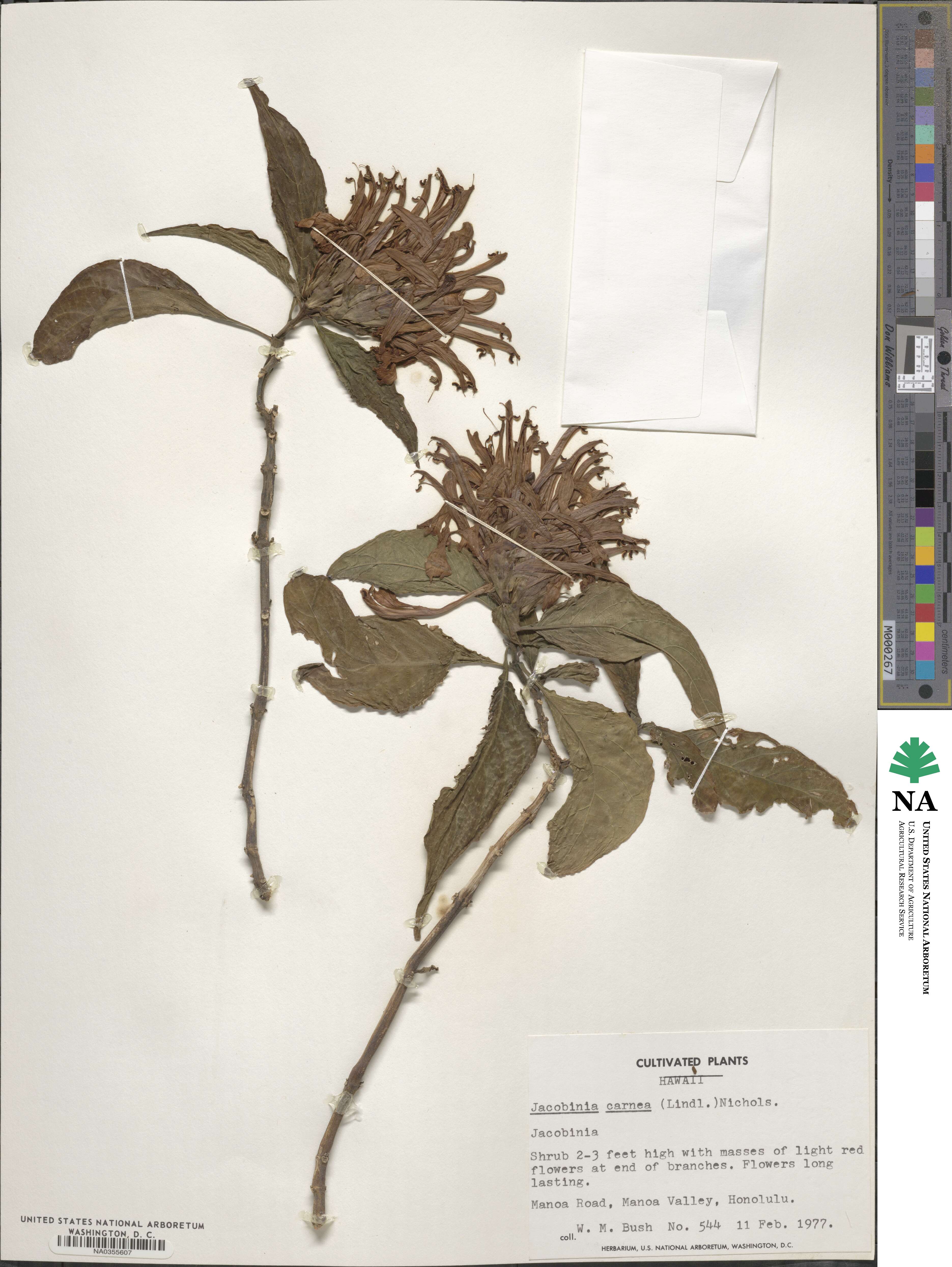 Justicia carnea image