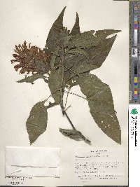 Justicia carnea image
