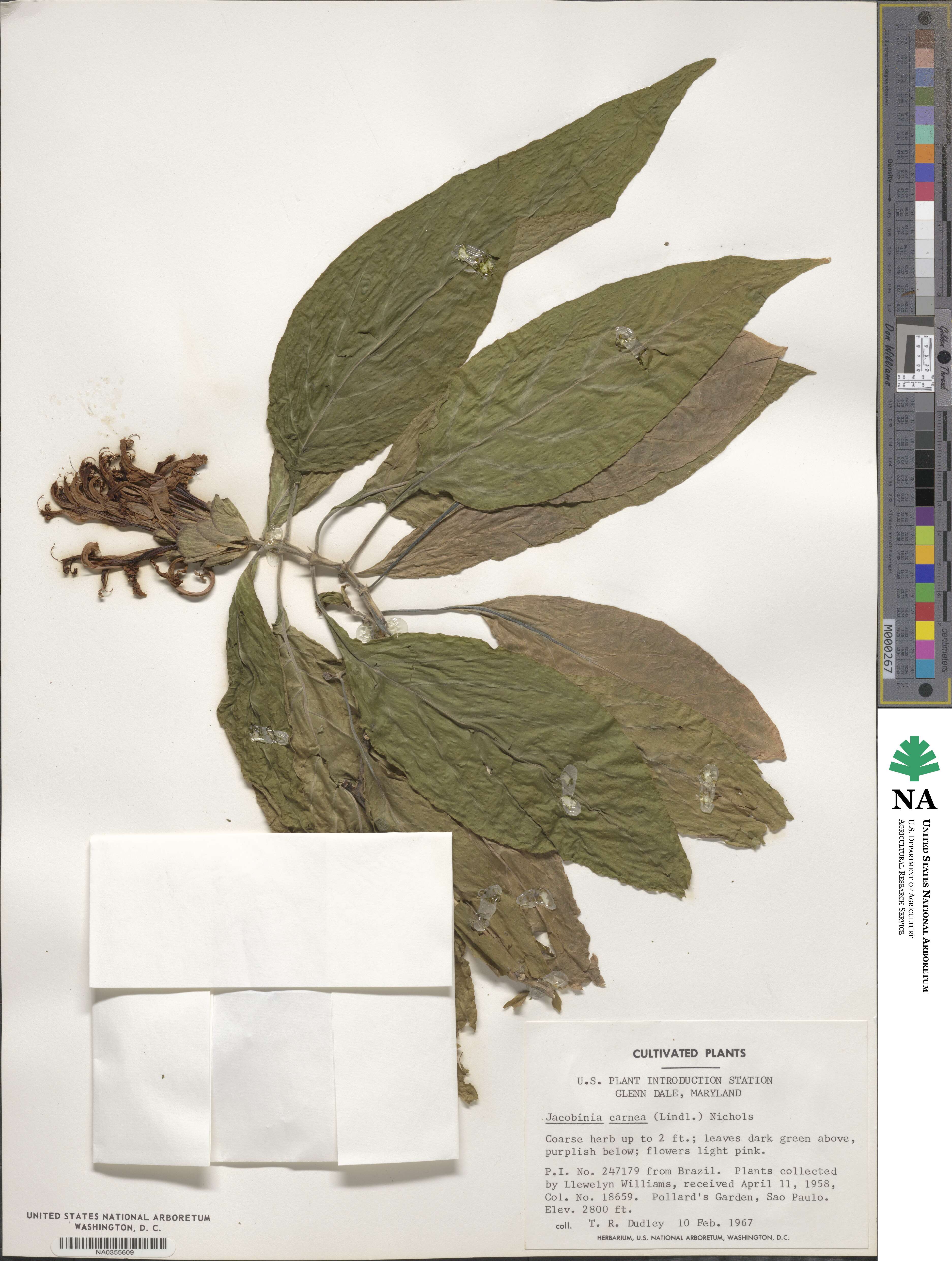 Justicia carnea image