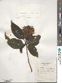 Justicia carnea image