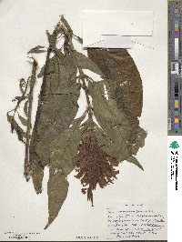 Justicia carnea image