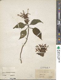 Justicia carnea image