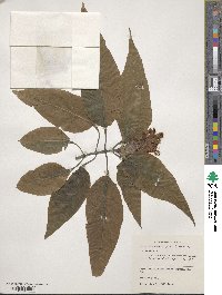Justicia carnea image