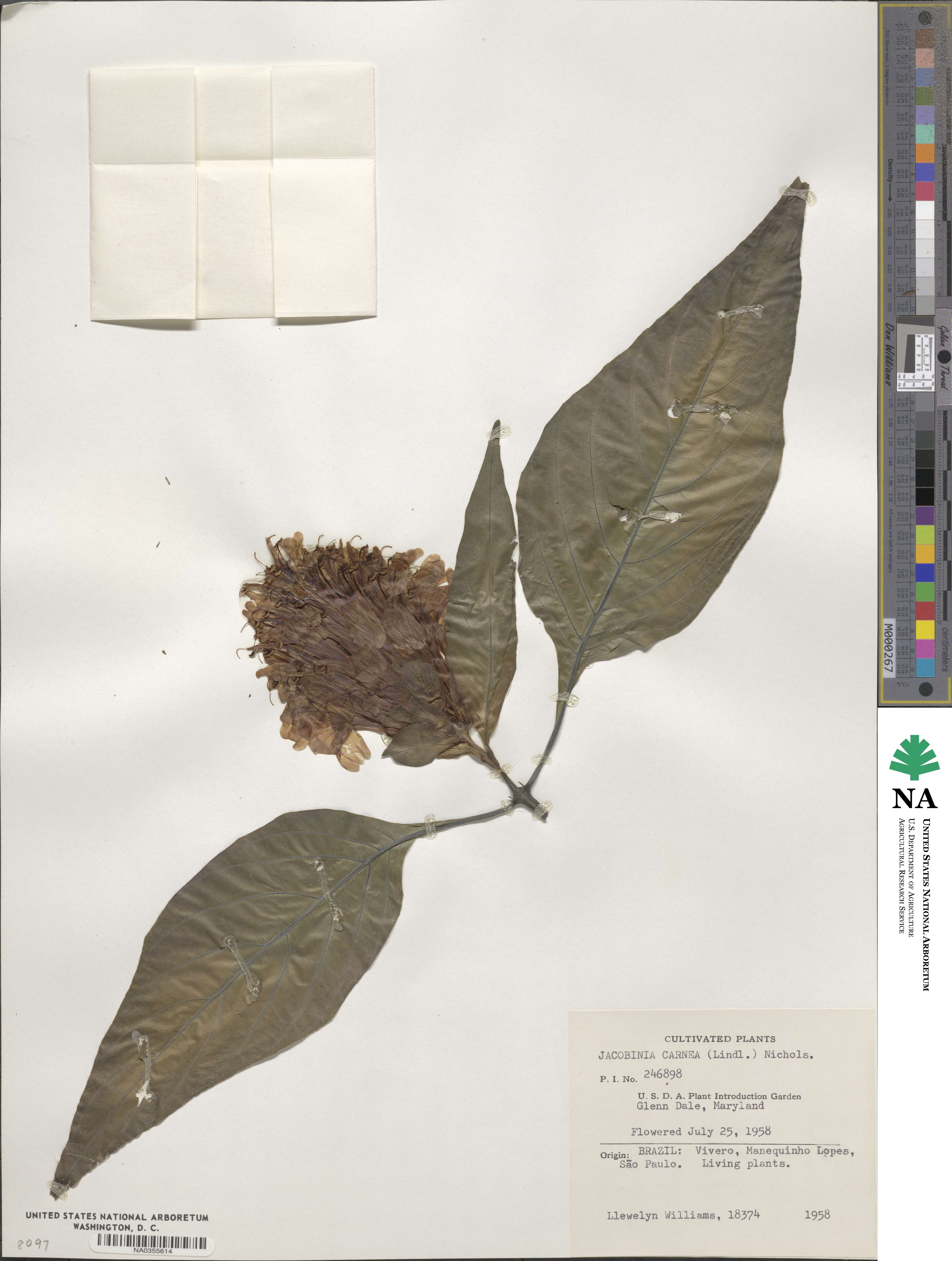 Justicia carnea image