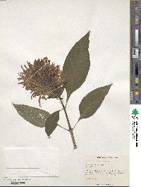 Justicia carnea image
