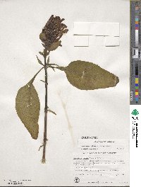 Justicia carnea image