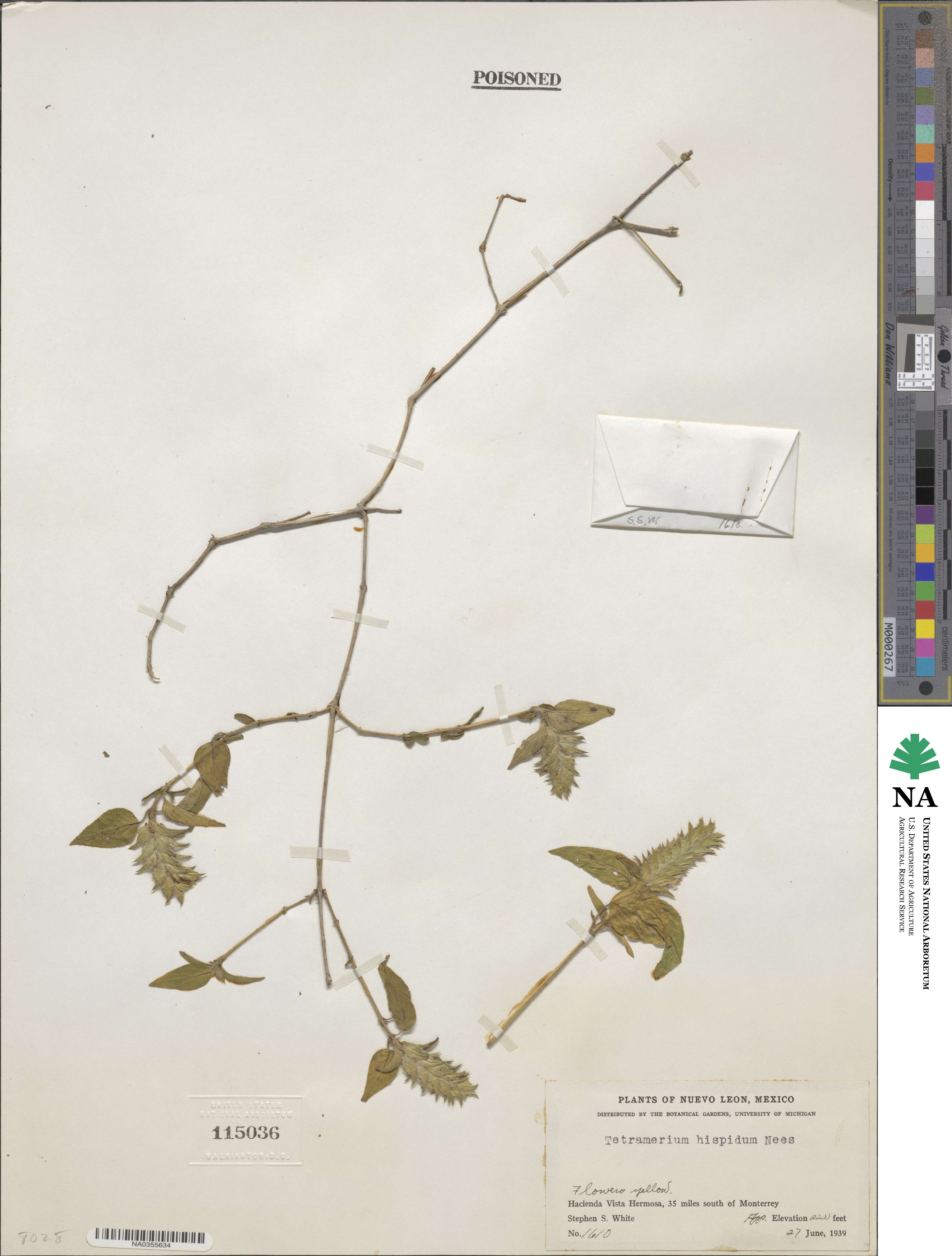 Tetramerium nervosum image