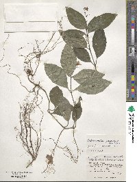 Codonacanthus pauciflorus image