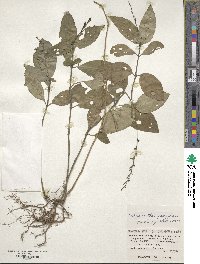 Codonacanthus pauciflorus image