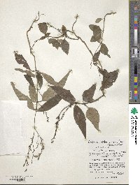Codonacanthus pauciflorus image