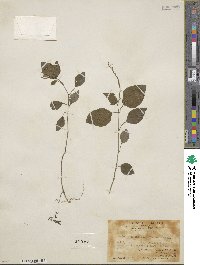 Codonacanthus pauciflorus image