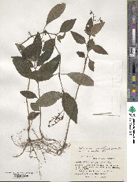 Codonacanthus pauciflorus image
