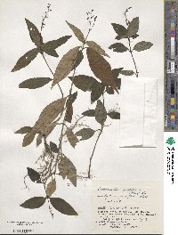 Codonacanthus pauciflorus image