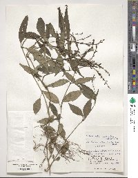 Codonacanthus pauciflorus image