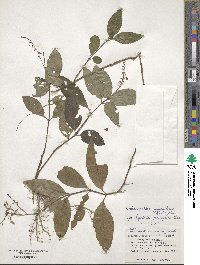 Codonacanthus pauciflorus image