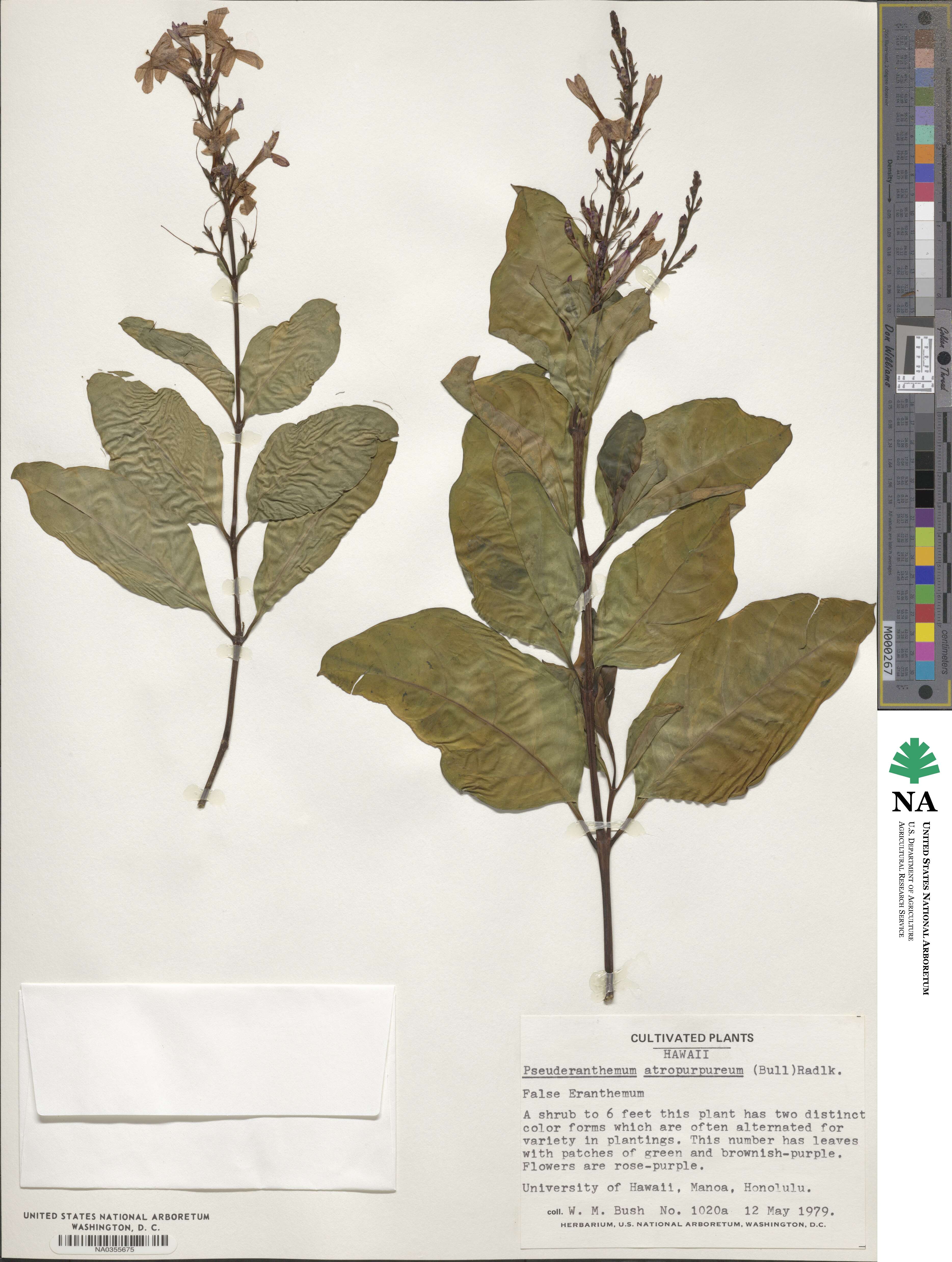 Pseuderanthemum carruthersii var. atropurpureum image