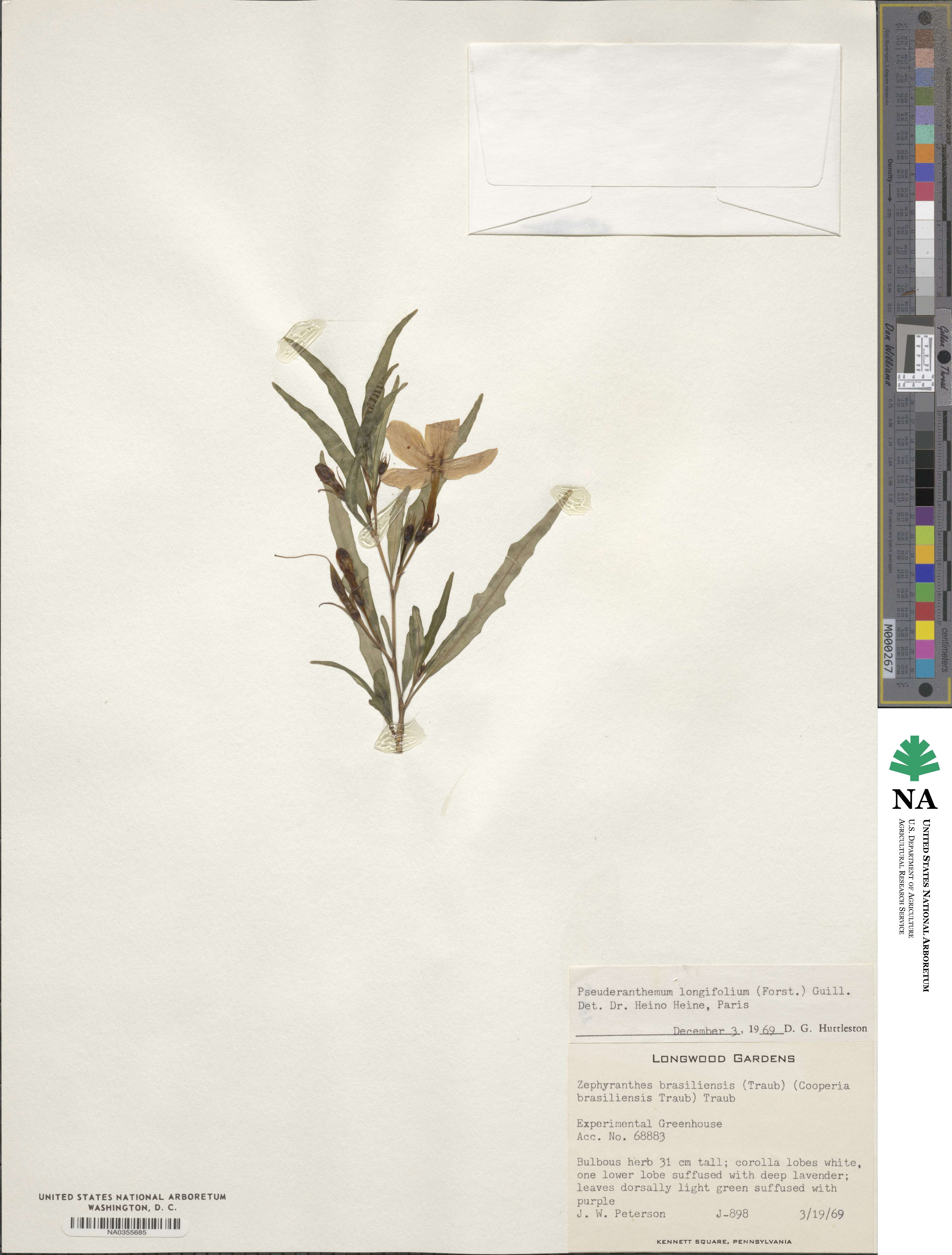 Pseuderanthemum longifolium image
