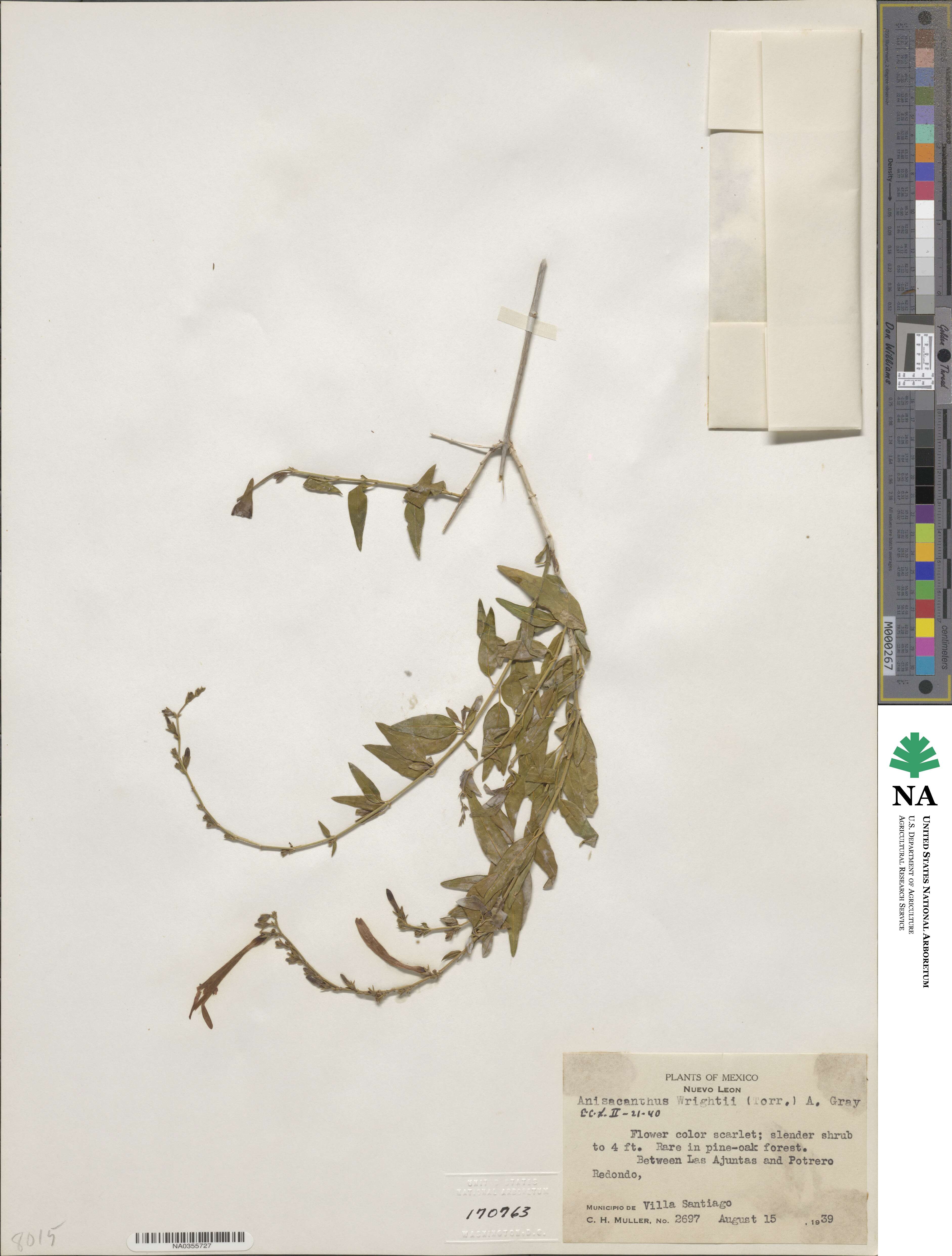Anisacanthus quadrifidus image