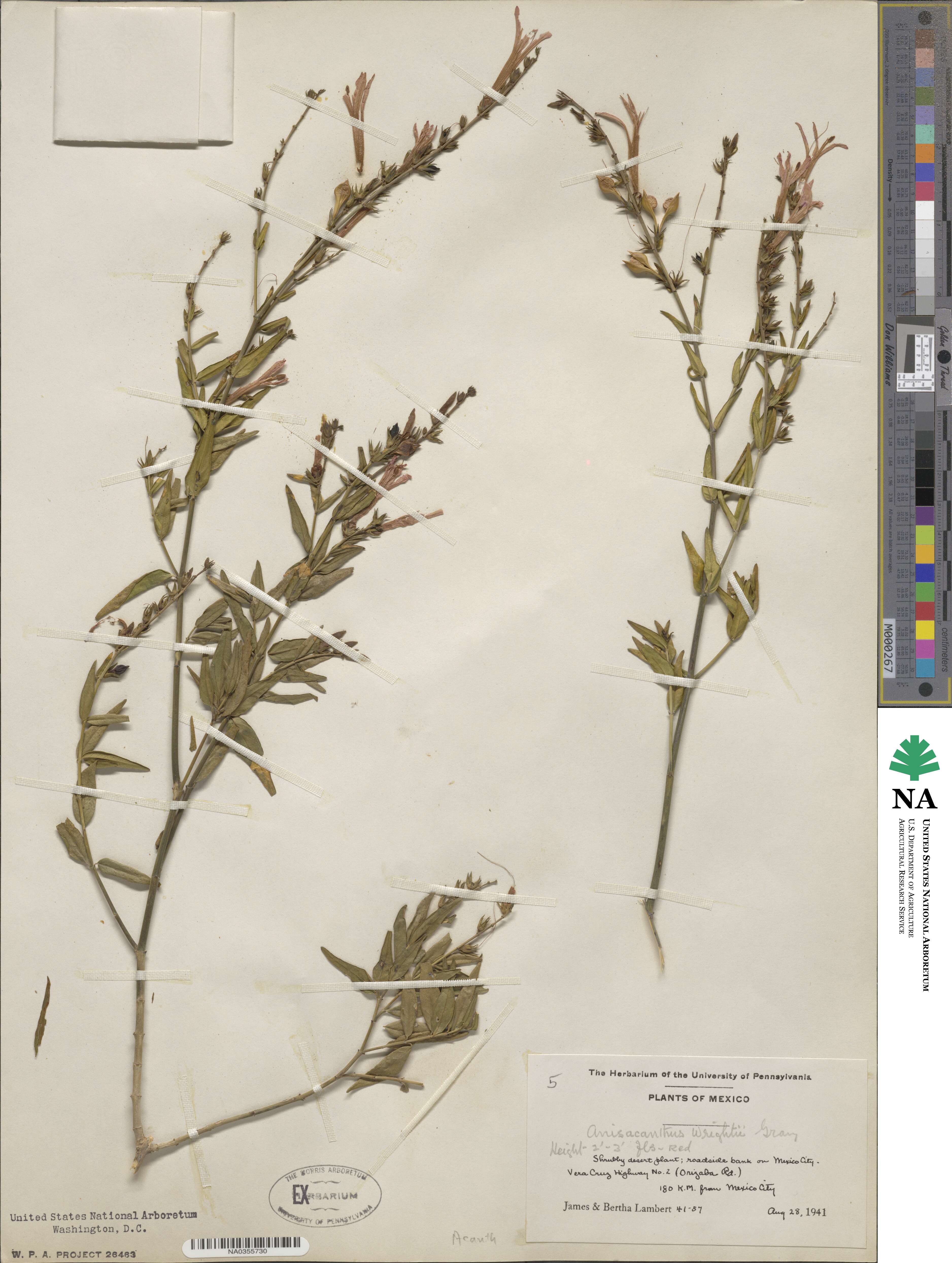 Anisacanthus quadrifidus image