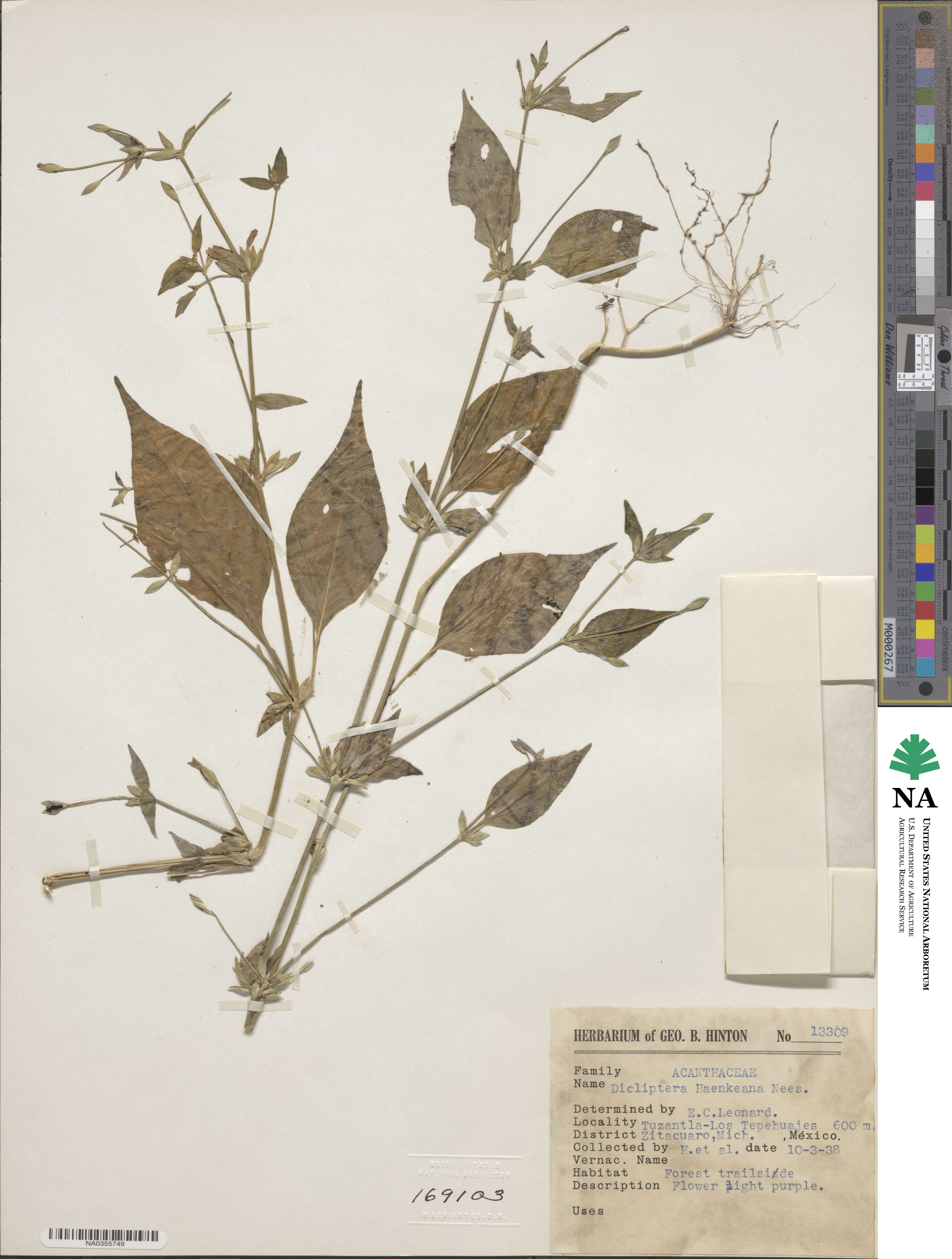 Dicliptera haenkeana image