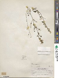Dicliptera paposana image