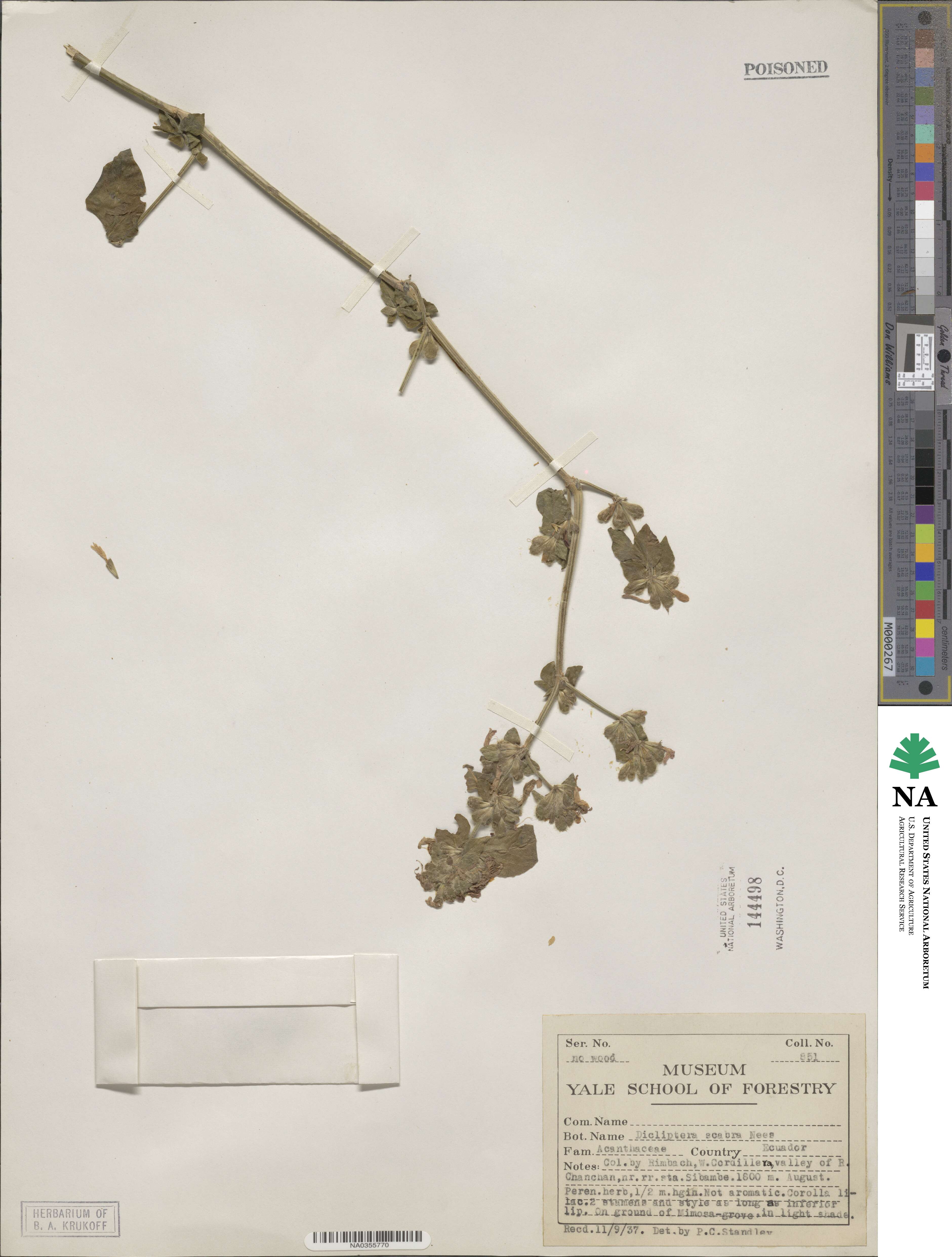 Dicliptera scabra image