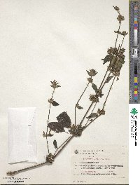 Dicliptera squarrosa image