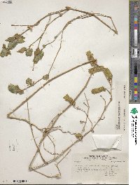 Tetramerium nervosum image