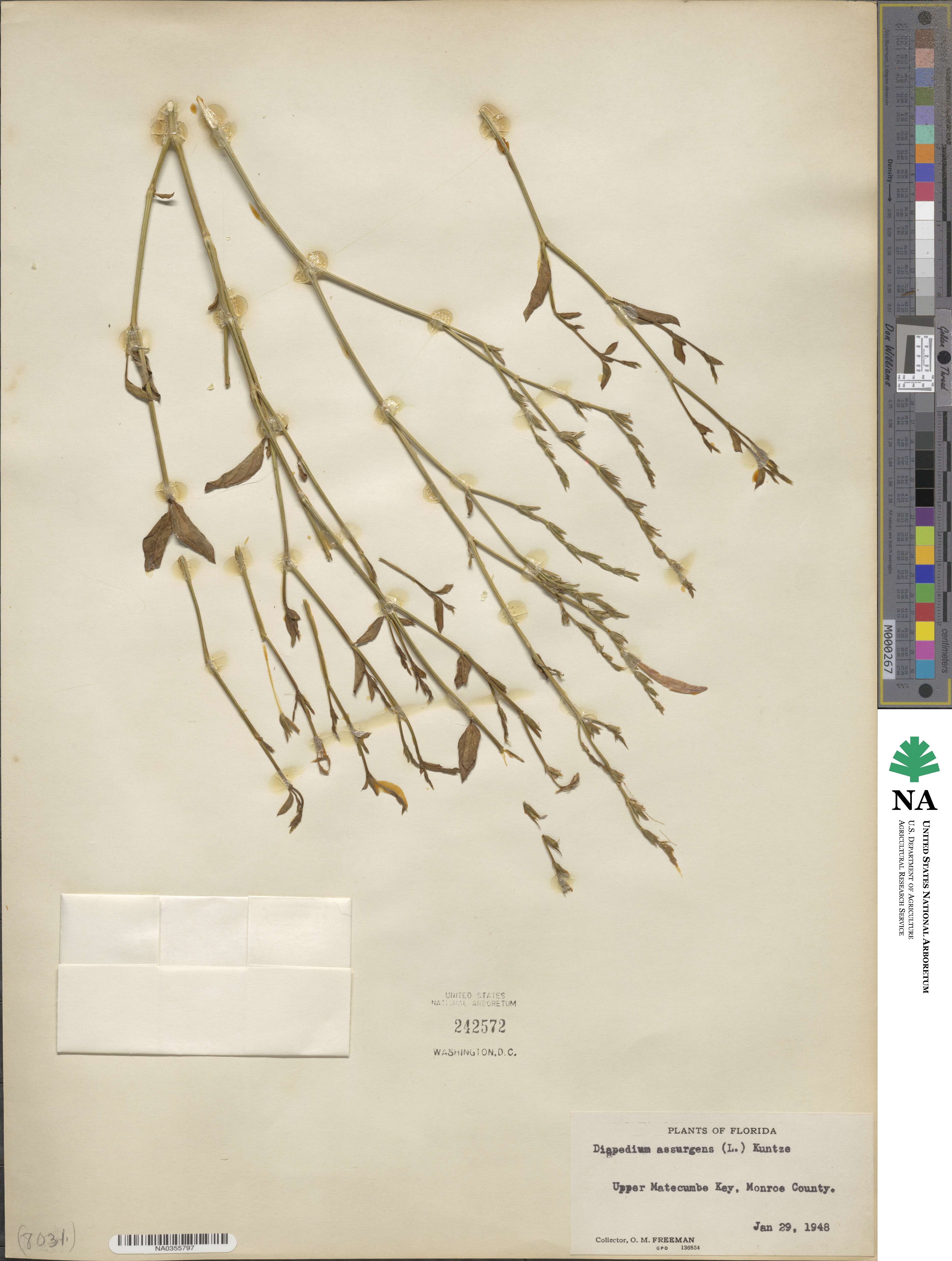 Dicliptera sexangularis image