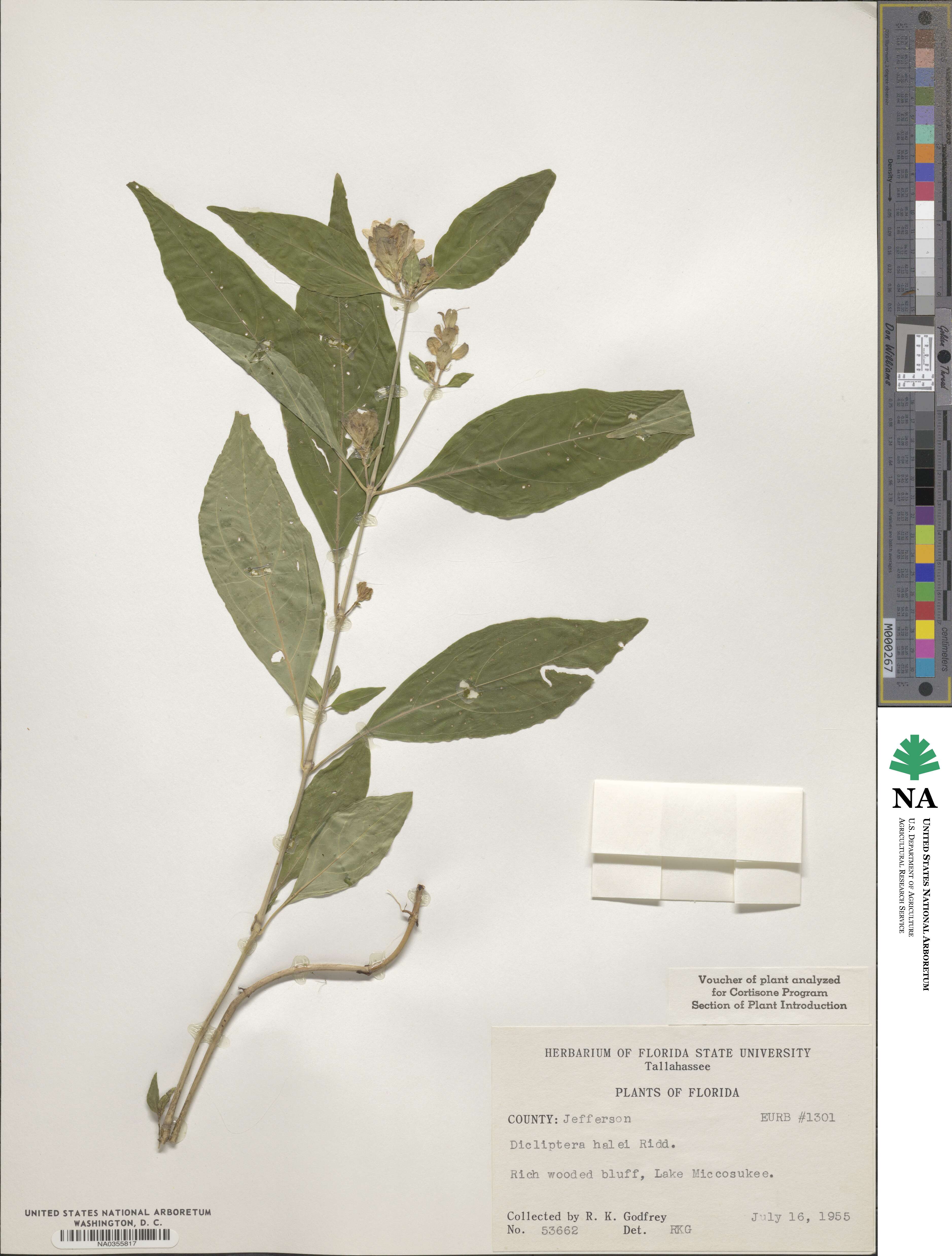 Yeatesia viridiflora image