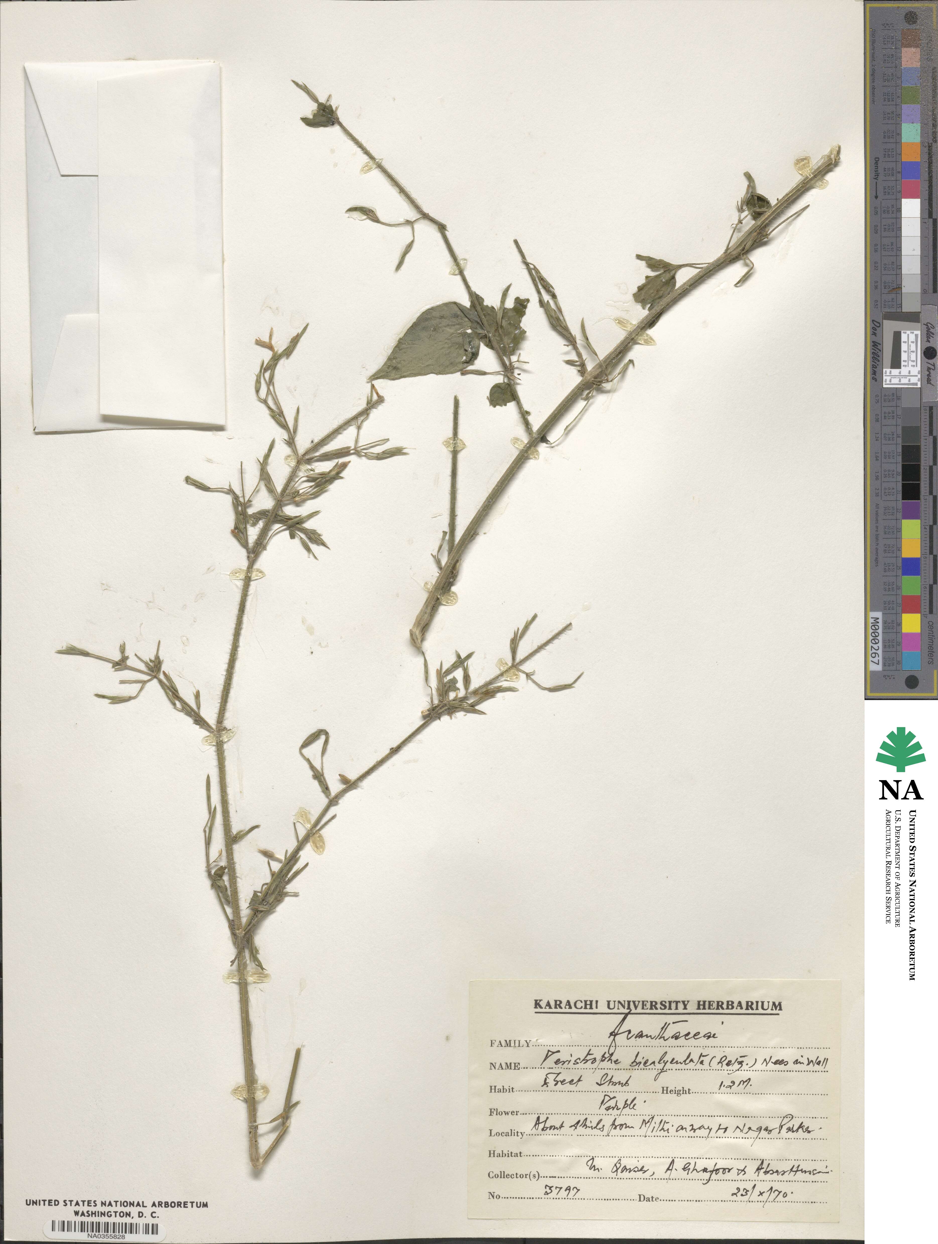 Dicliptera paniculata image
