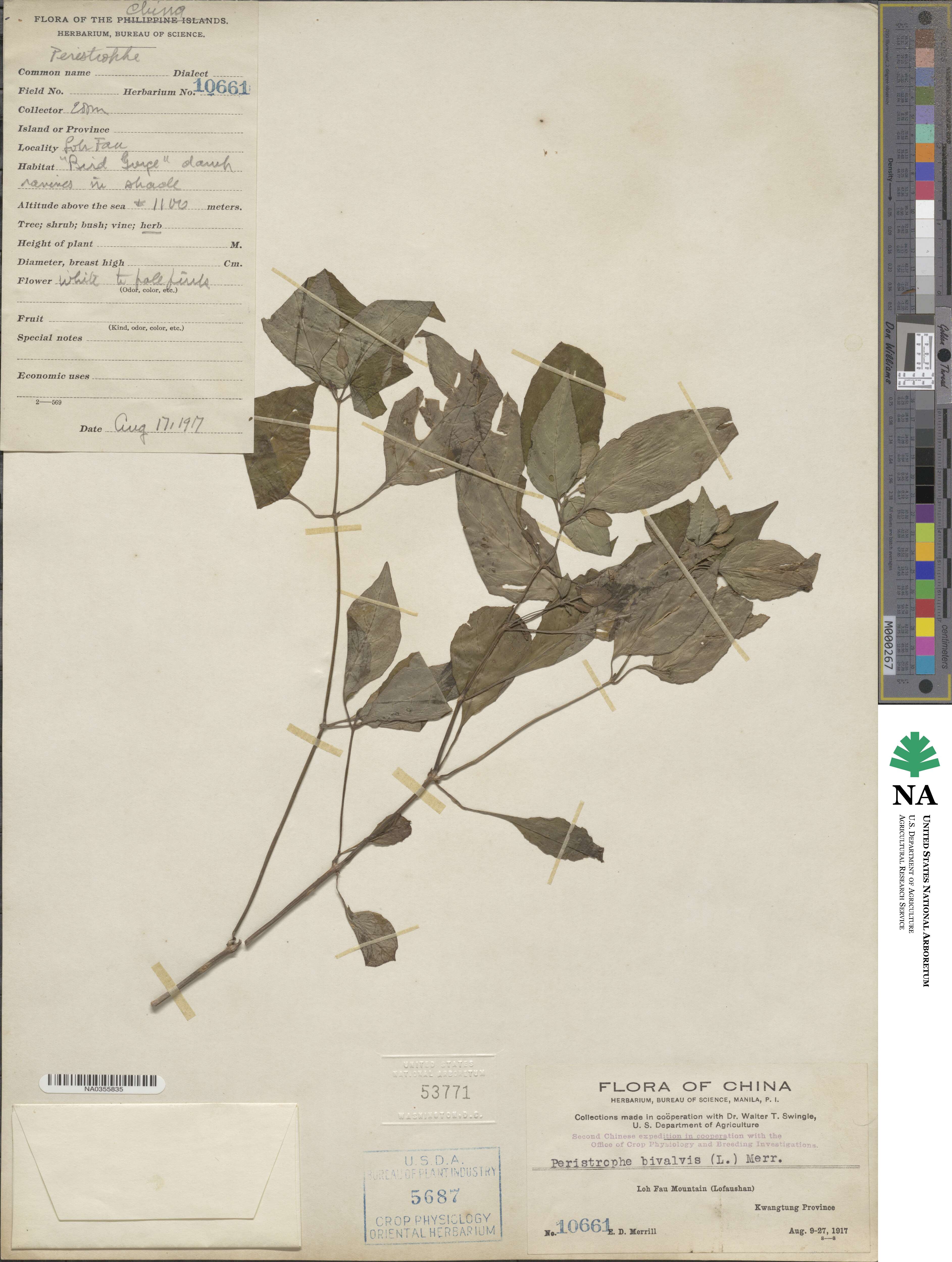 Dicliptera bivalvis image