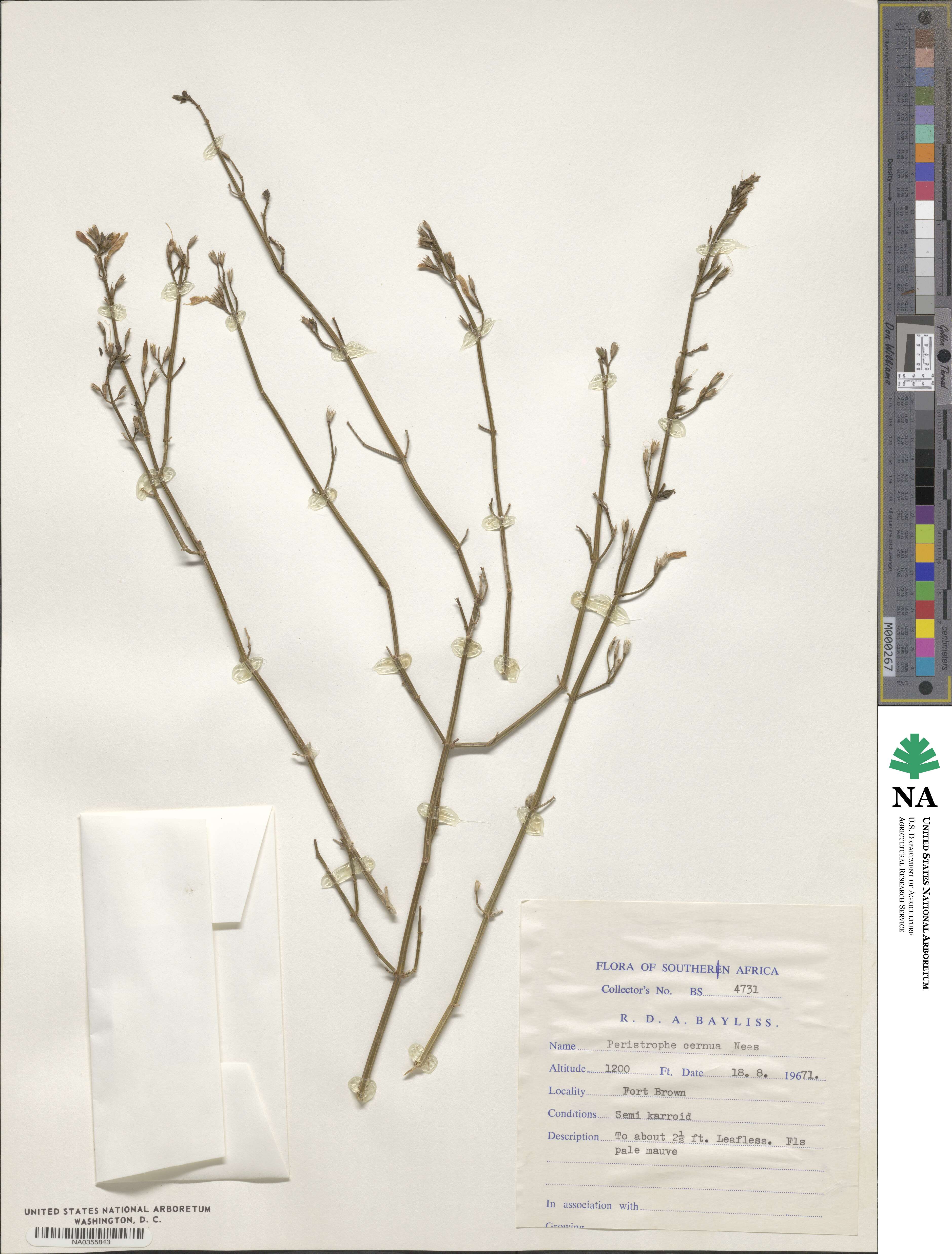 Dicliptera cernua image