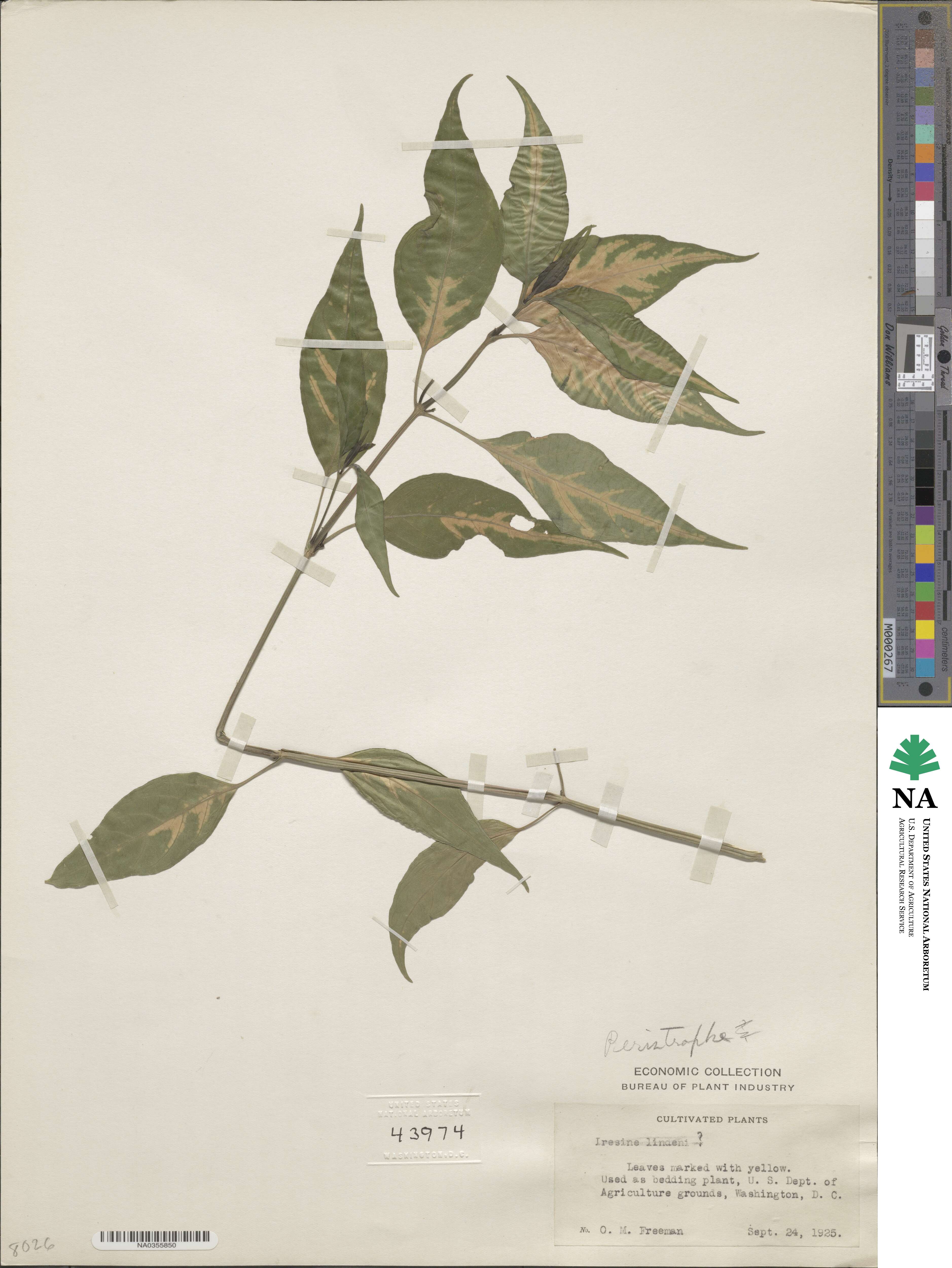 Peristrophe image